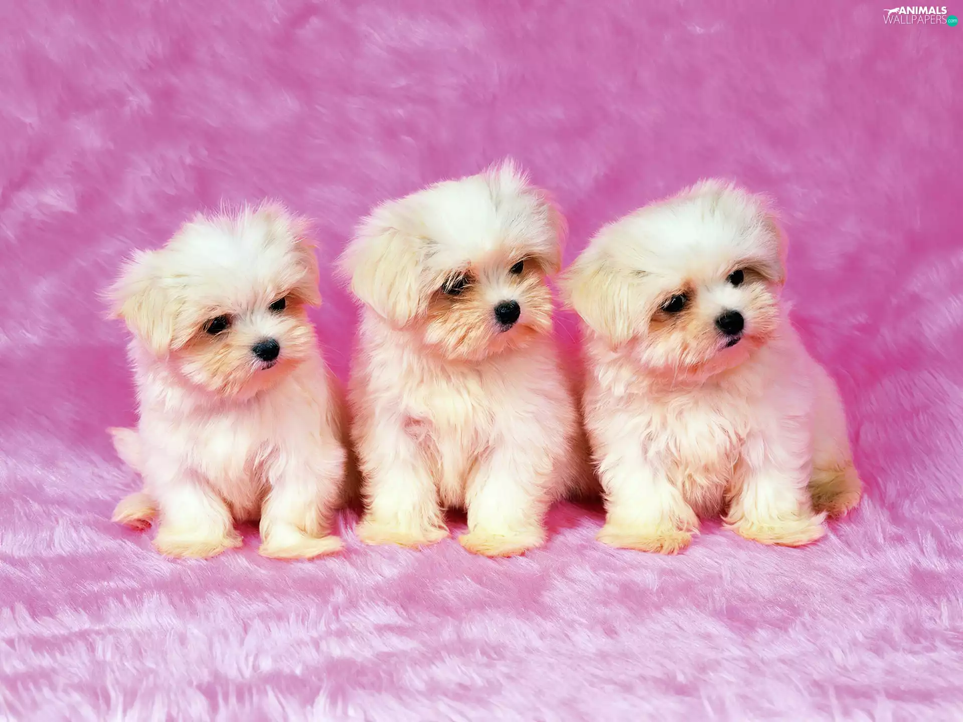 Bichon frise, Three, Dogs
