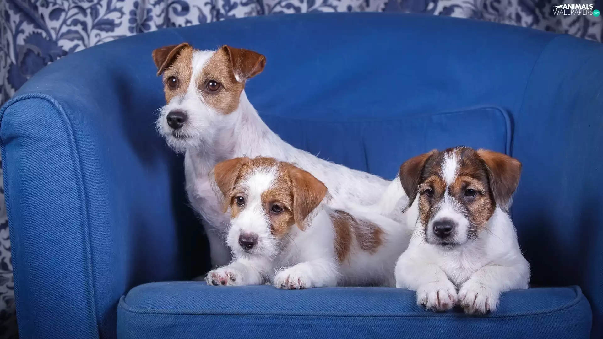 puppies, Three, Blue, sofa, Jack Russell Terrier, Dogs