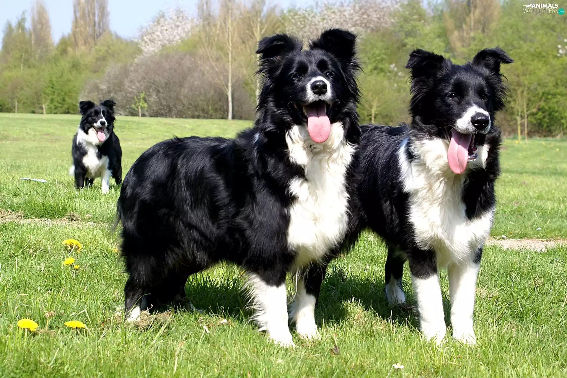 Border Collie, Three, Dogs