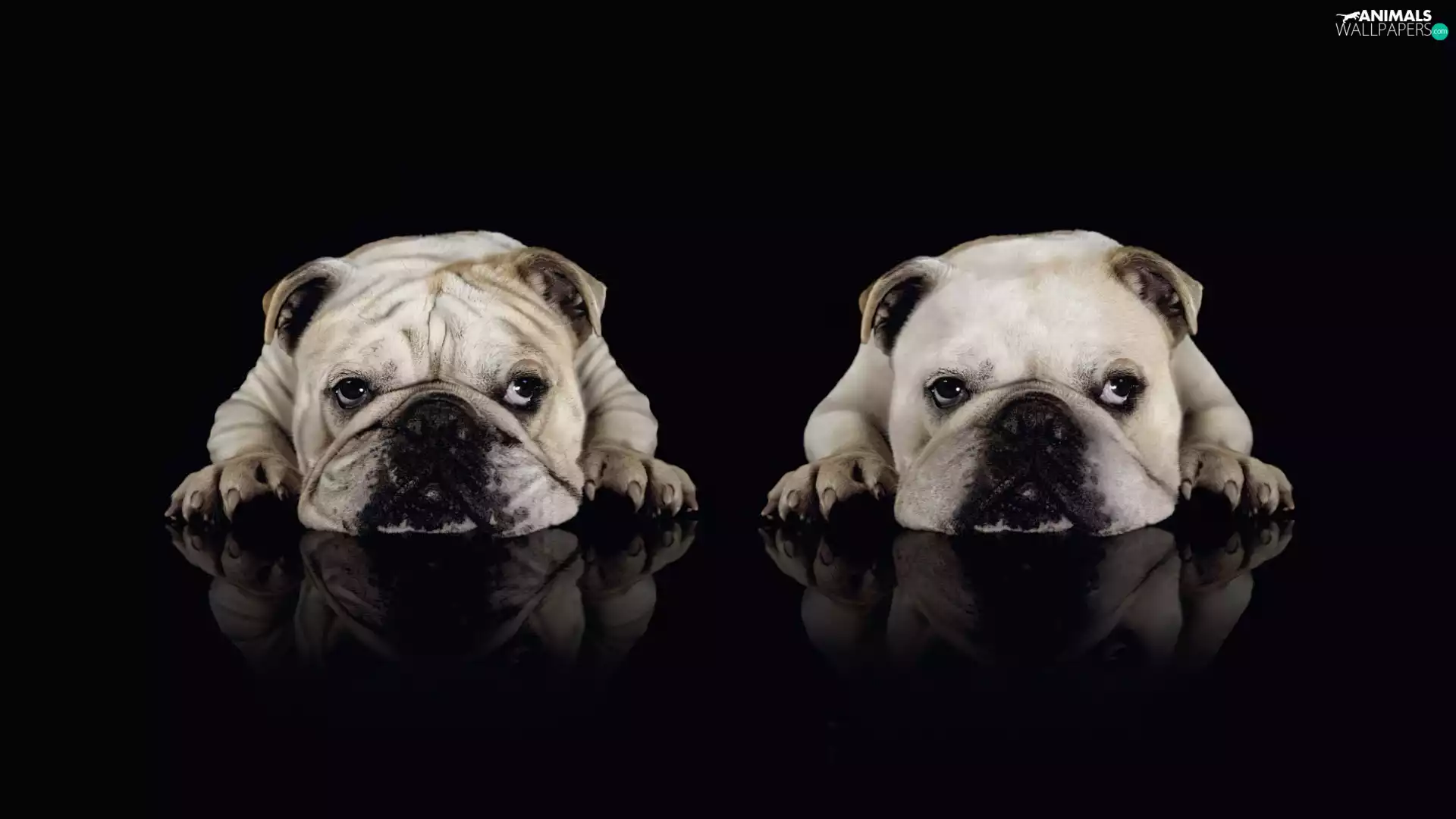 Bulldogs, Two cars, Dogs