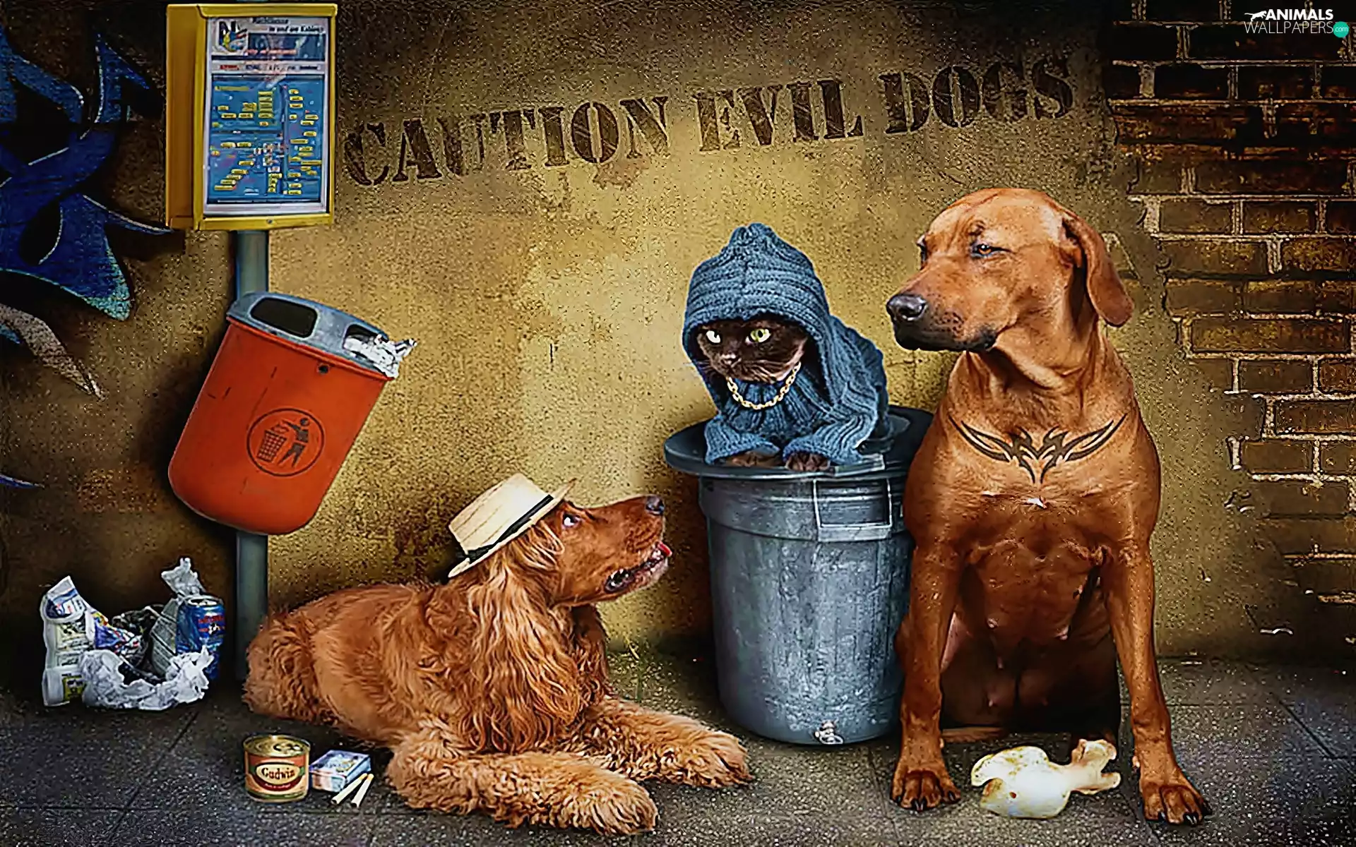 cat, basket, stop, Dogs