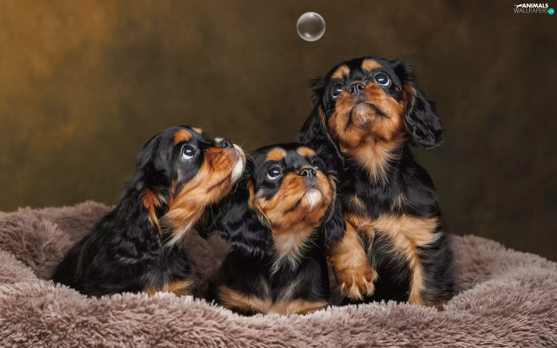 Cavalier King Charles spaniel, bubble, puppies, Three, Dogs