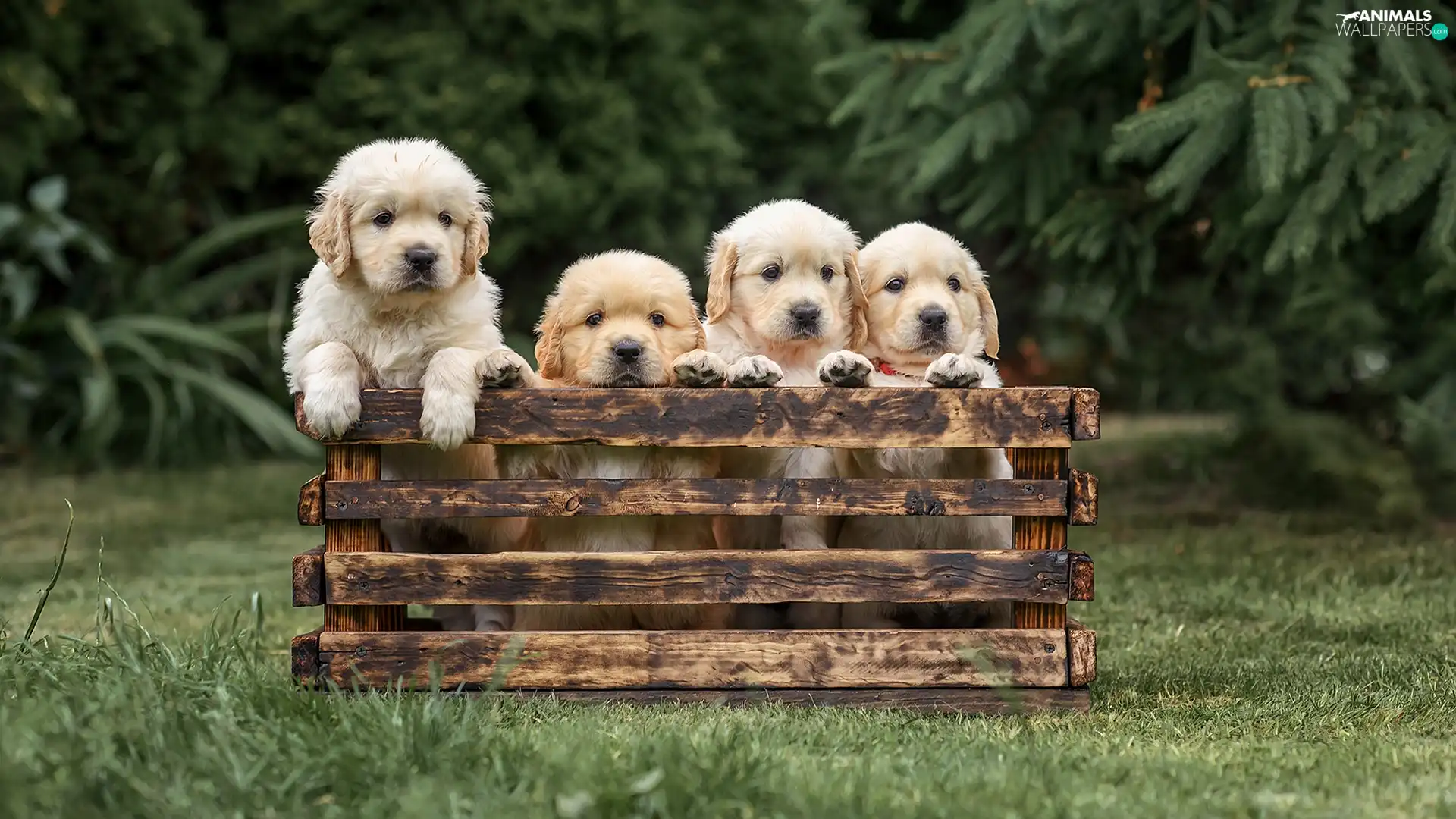 Golden Retrievery, box, Dogs, puppies, four