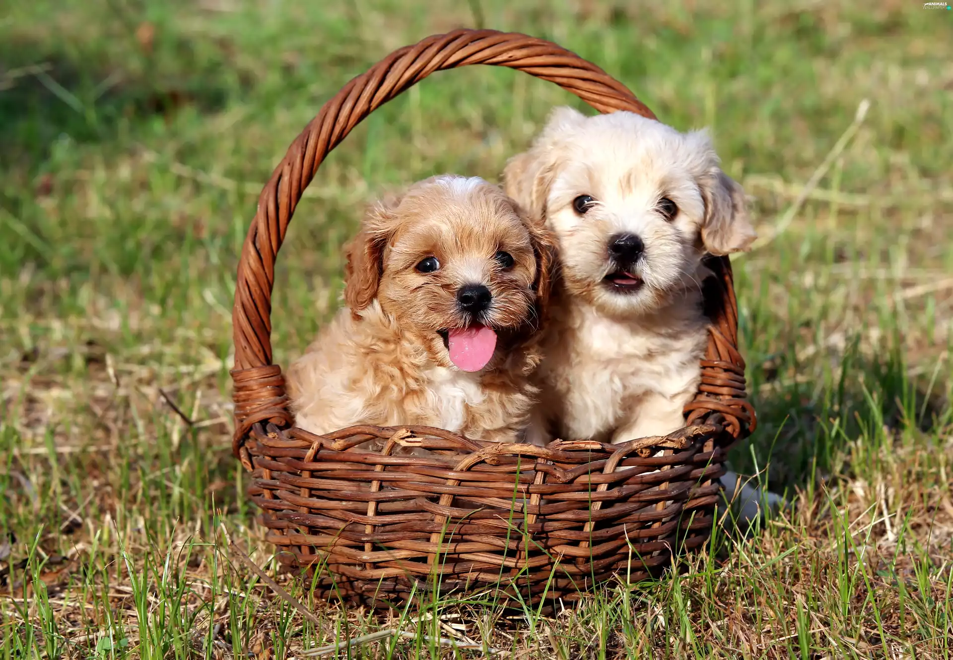 basket, Bichon frise, Dogs, puppies, Two cars