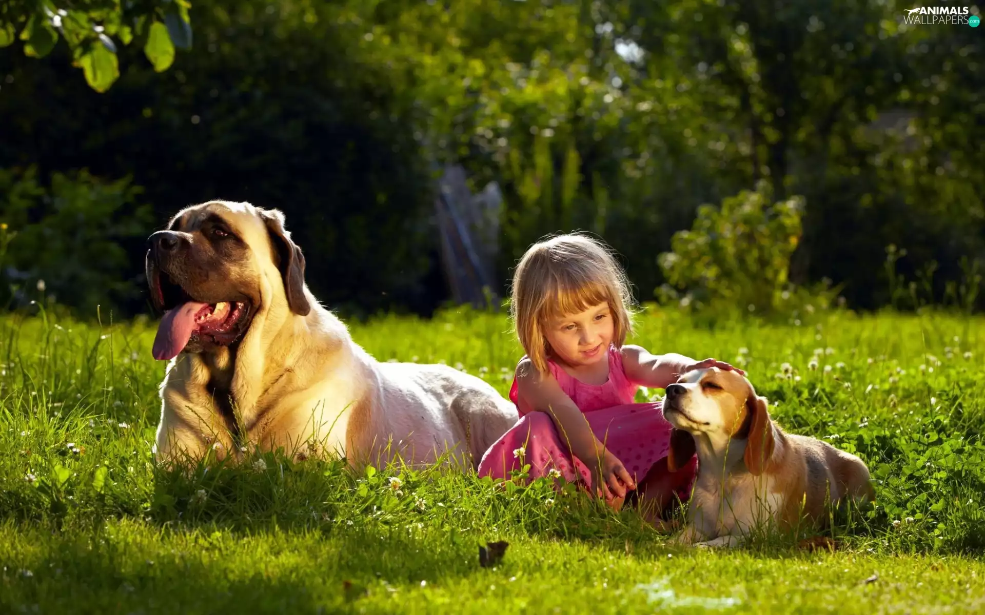girl, Meadow, friends, Dogs