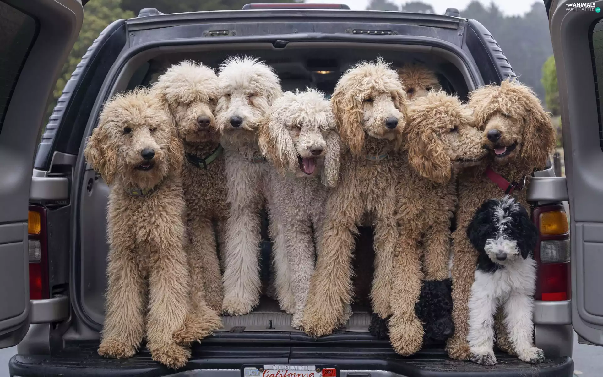 Dogs, Goldendoodle