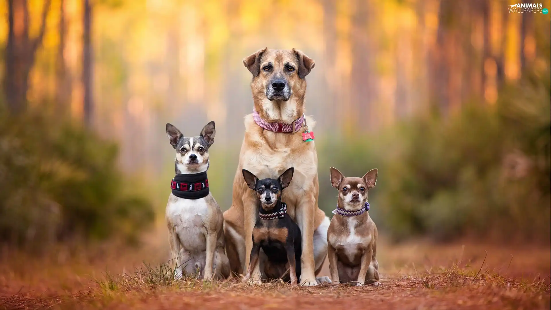 car in the meadow, four, Dogs