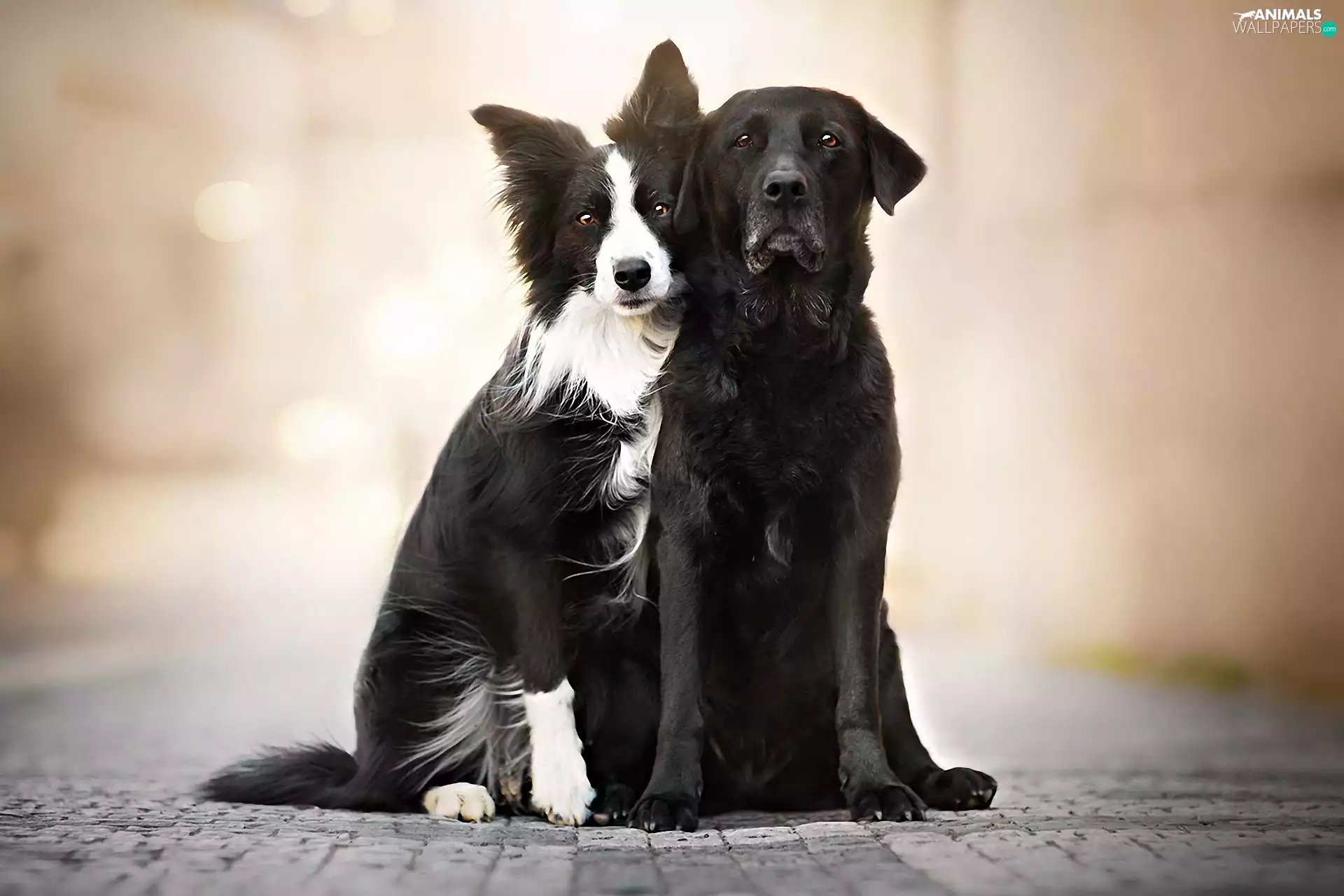 Pavement, Two cars, Dogs