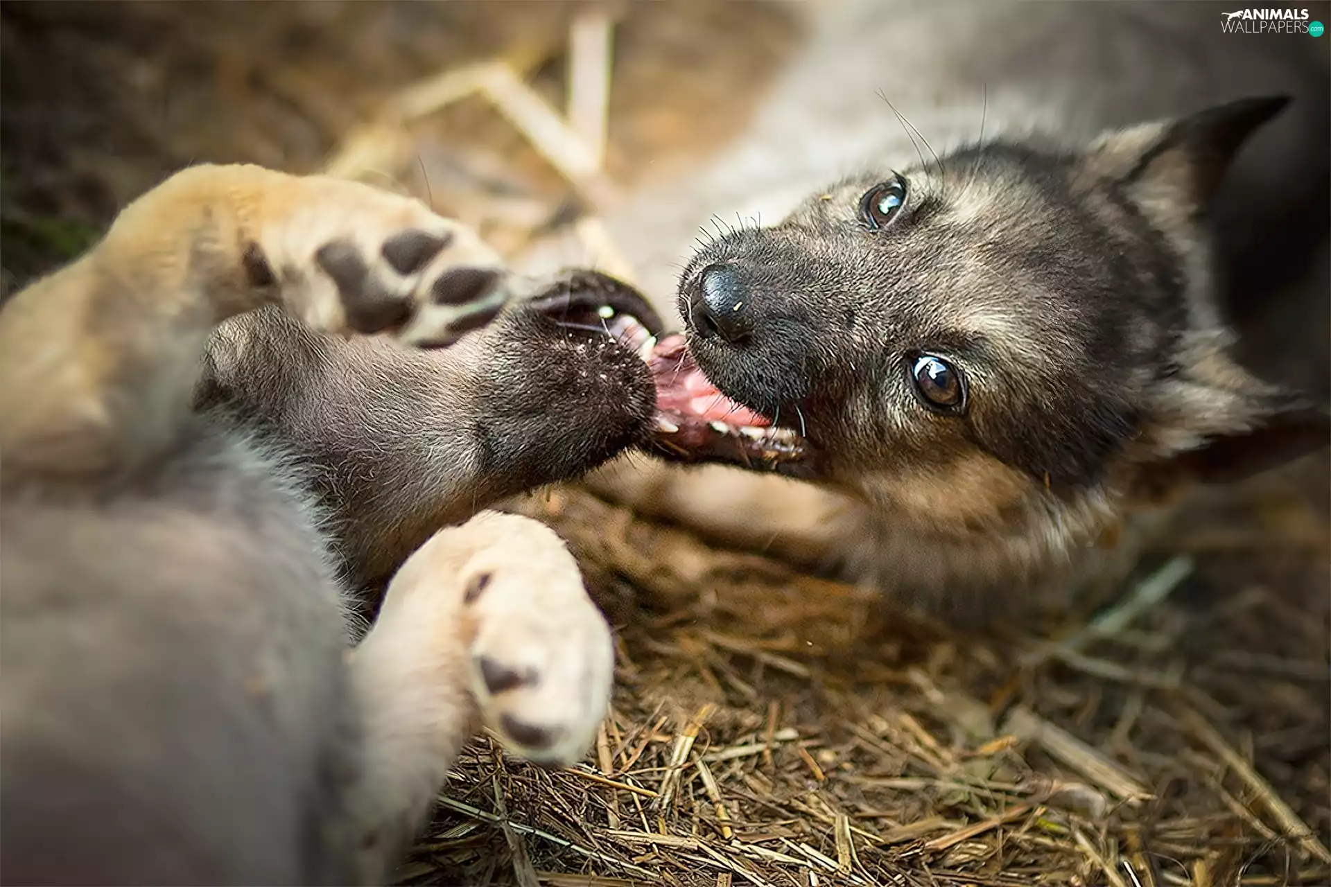 play, Two cars, Dogs