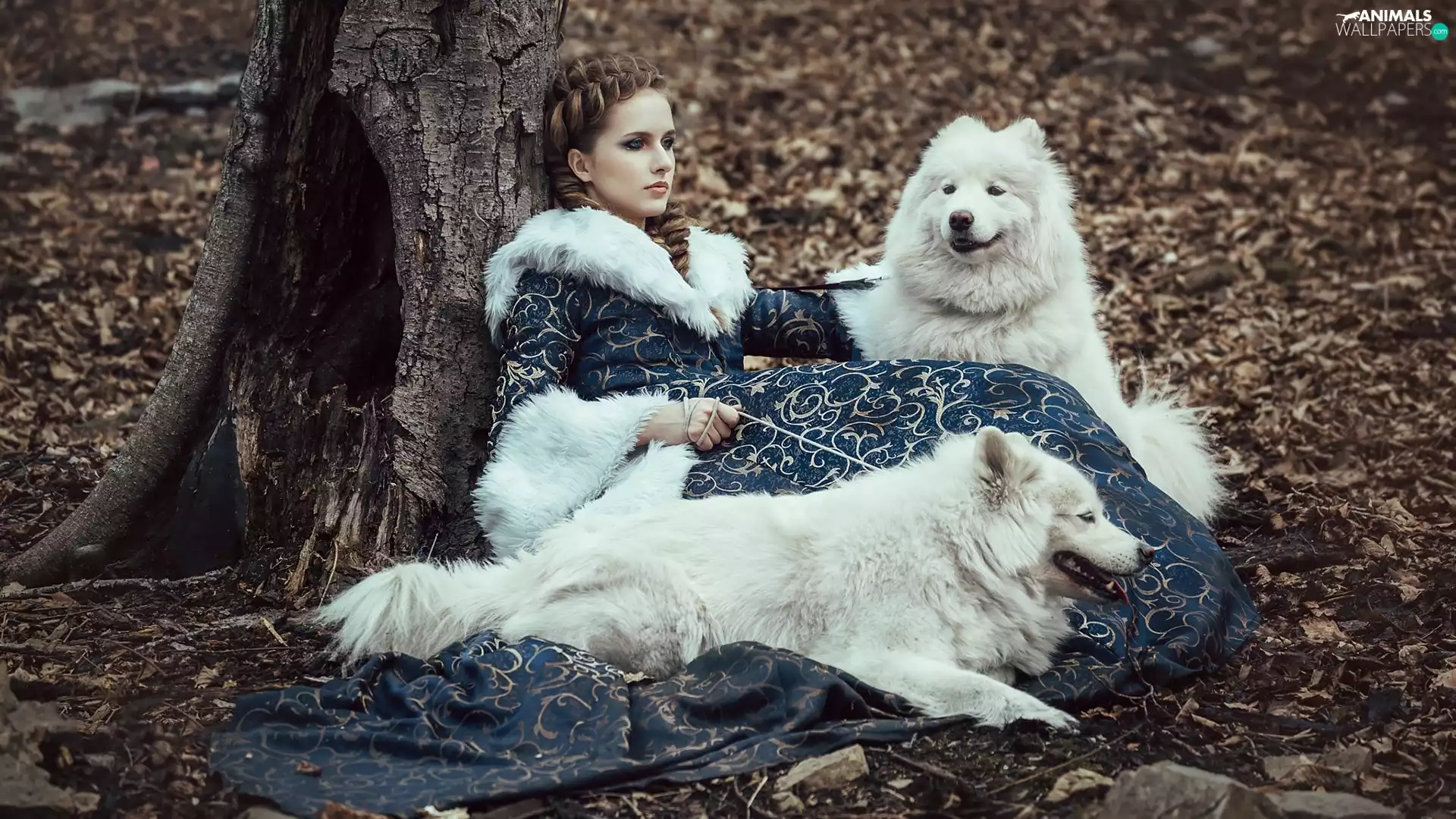 Women, Dogs, Samojedy, Two cars