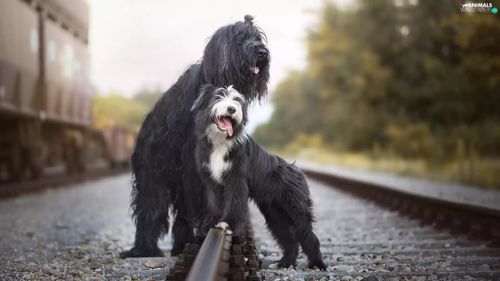 ##, railway, Shepherd French Briard, Bearded collie, Dogs