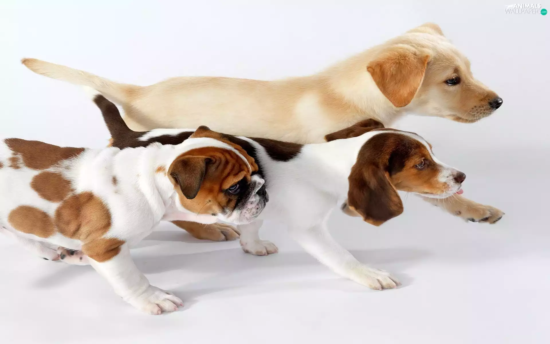 Dogs, Three, stretching