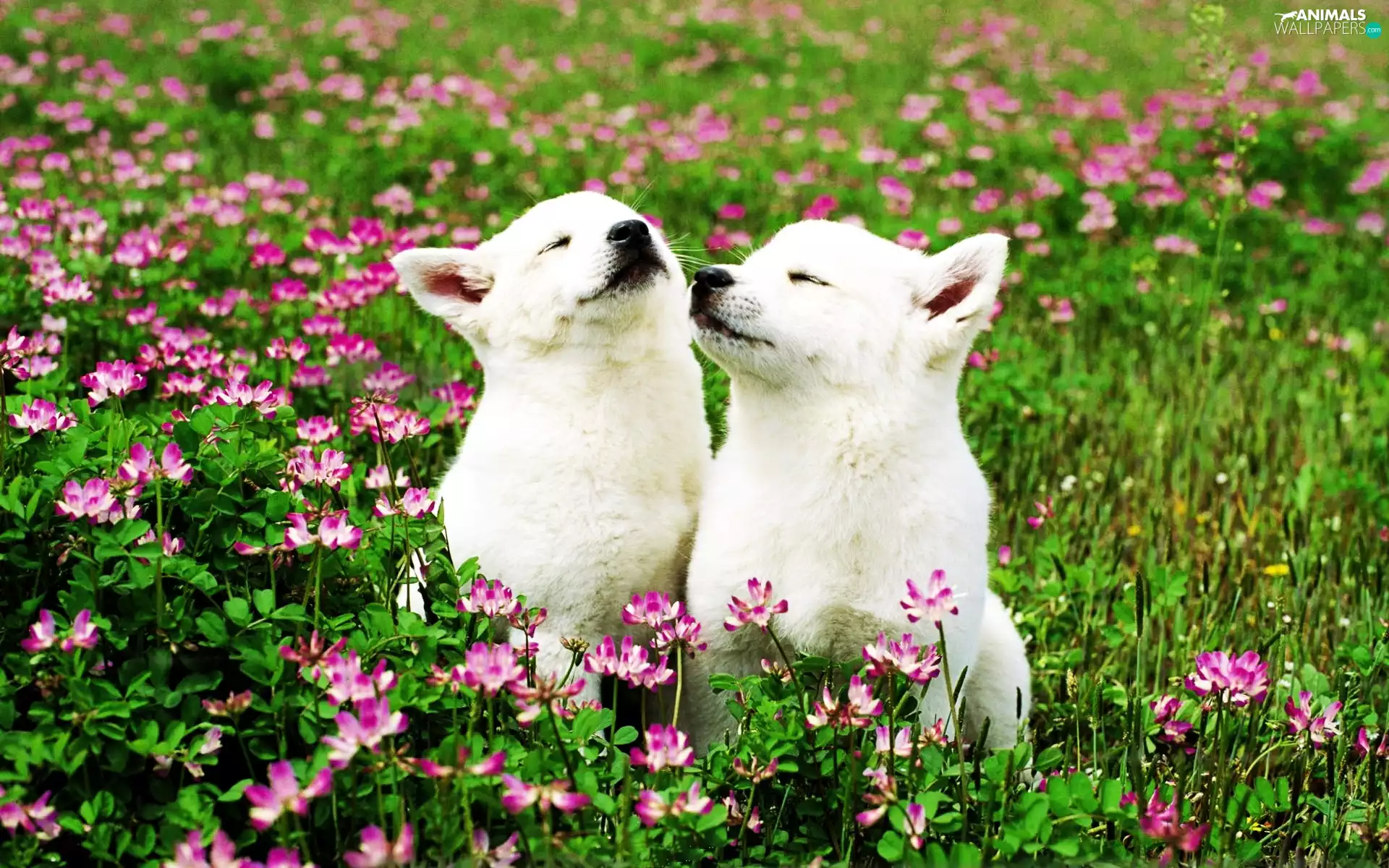 Dogs, White, sweet