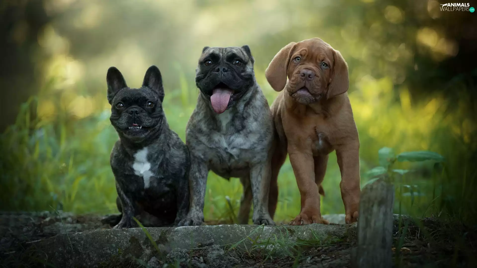 Three, fuzzy, background, Dogs