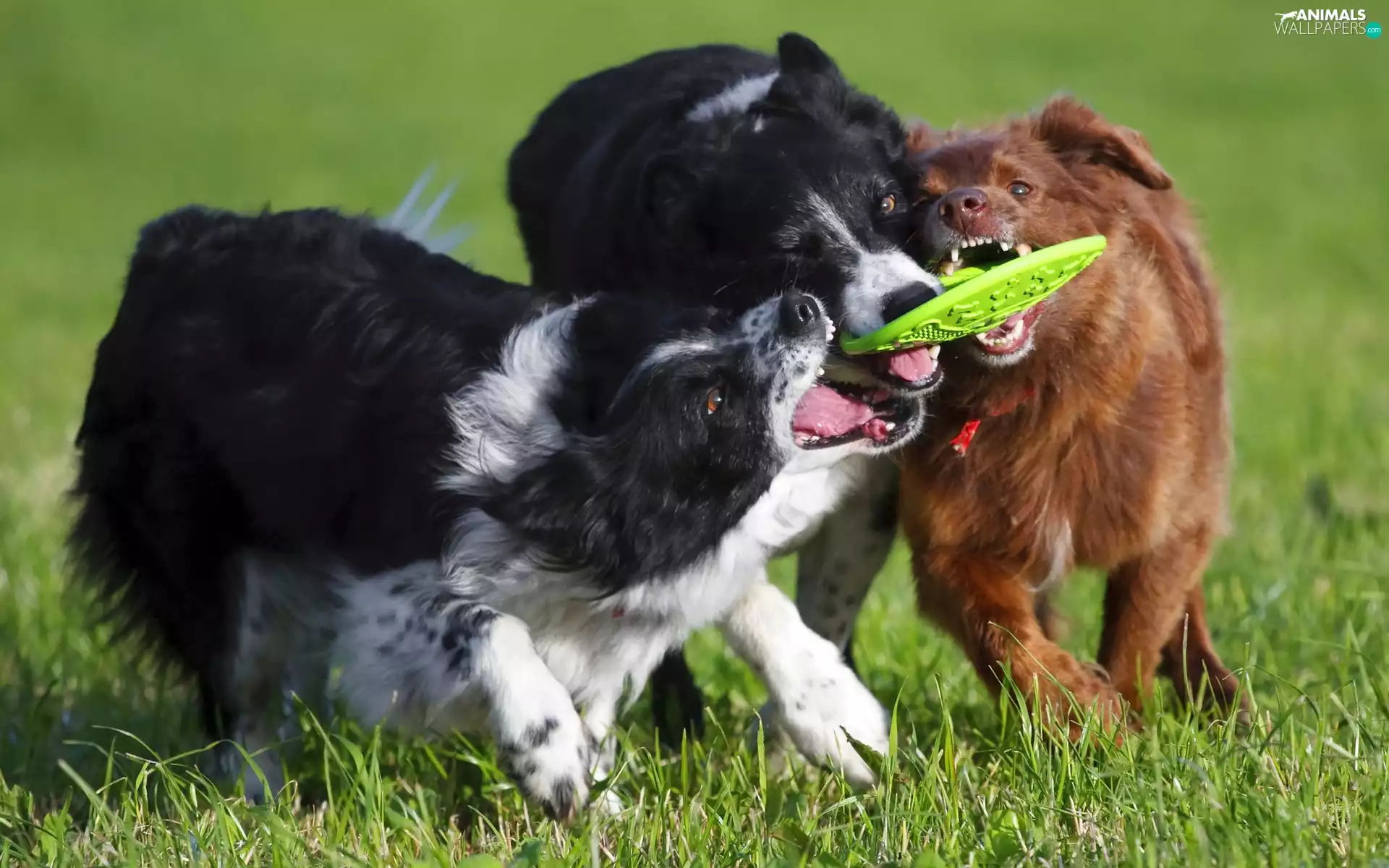 Three, toy, grass, Dogs