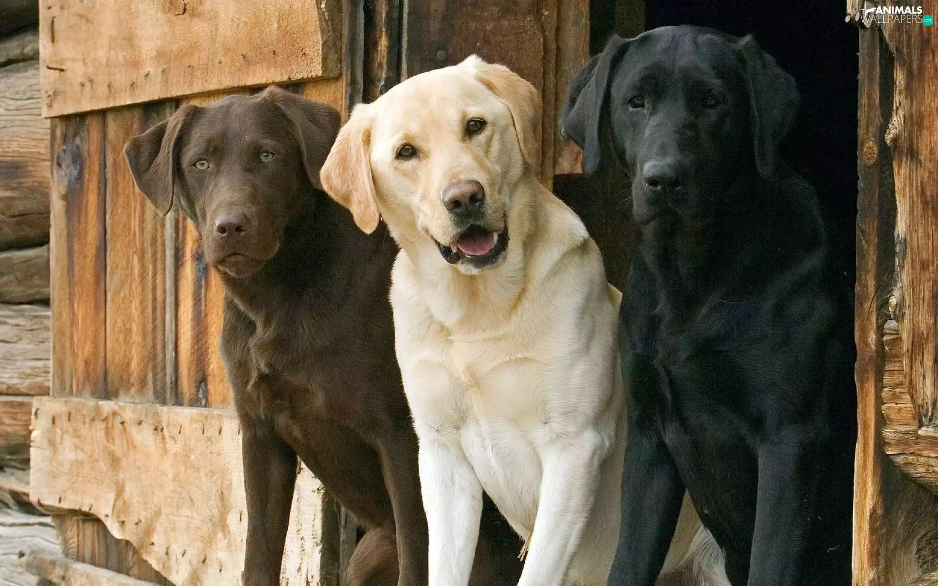 Dogs, nice, Three