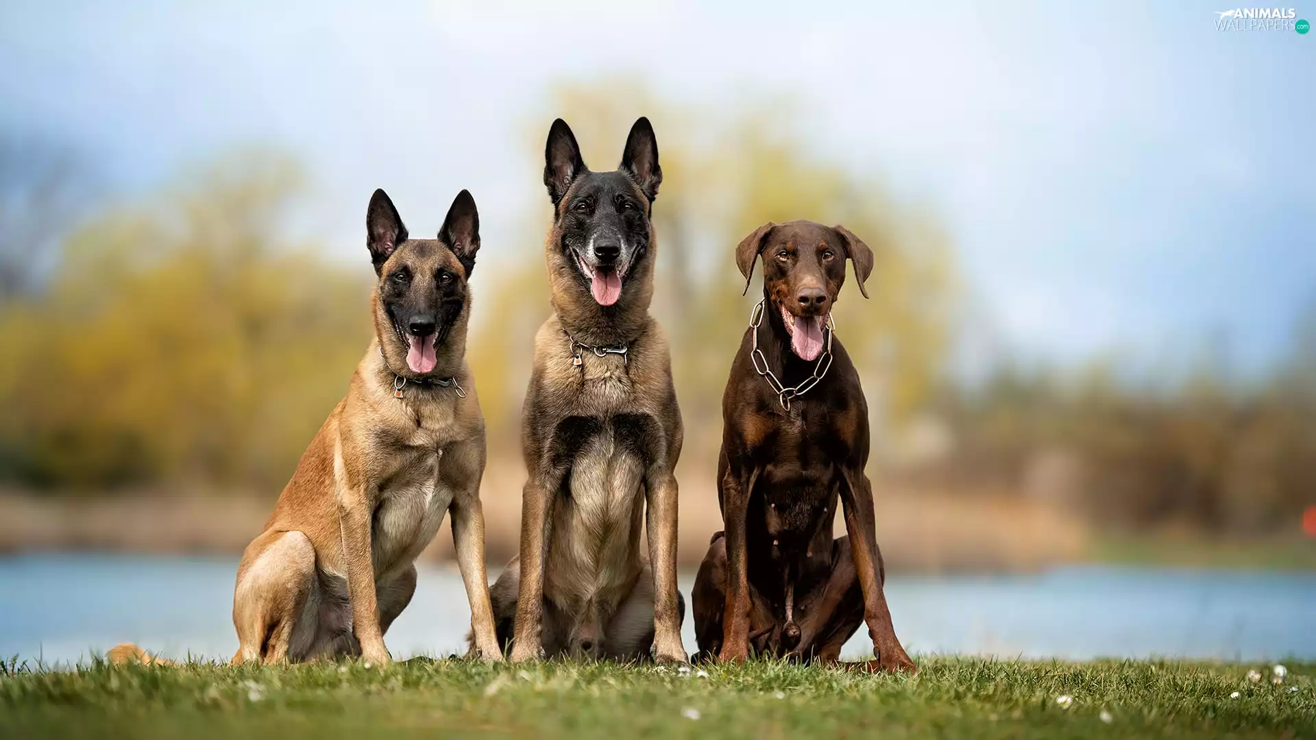 Brown, Doberman, Two cars, Belgian Shepherd Malinois, Dogs
