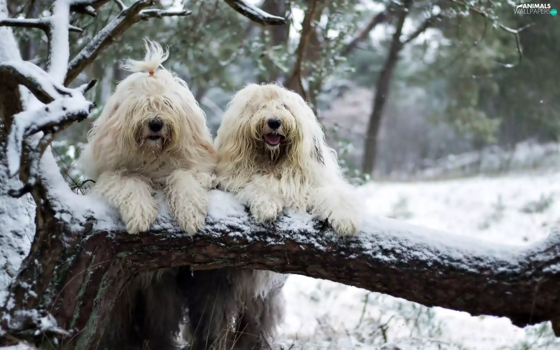 Dogs, Bobtail, trees, Bobtail, snow, White, Two cars, winter