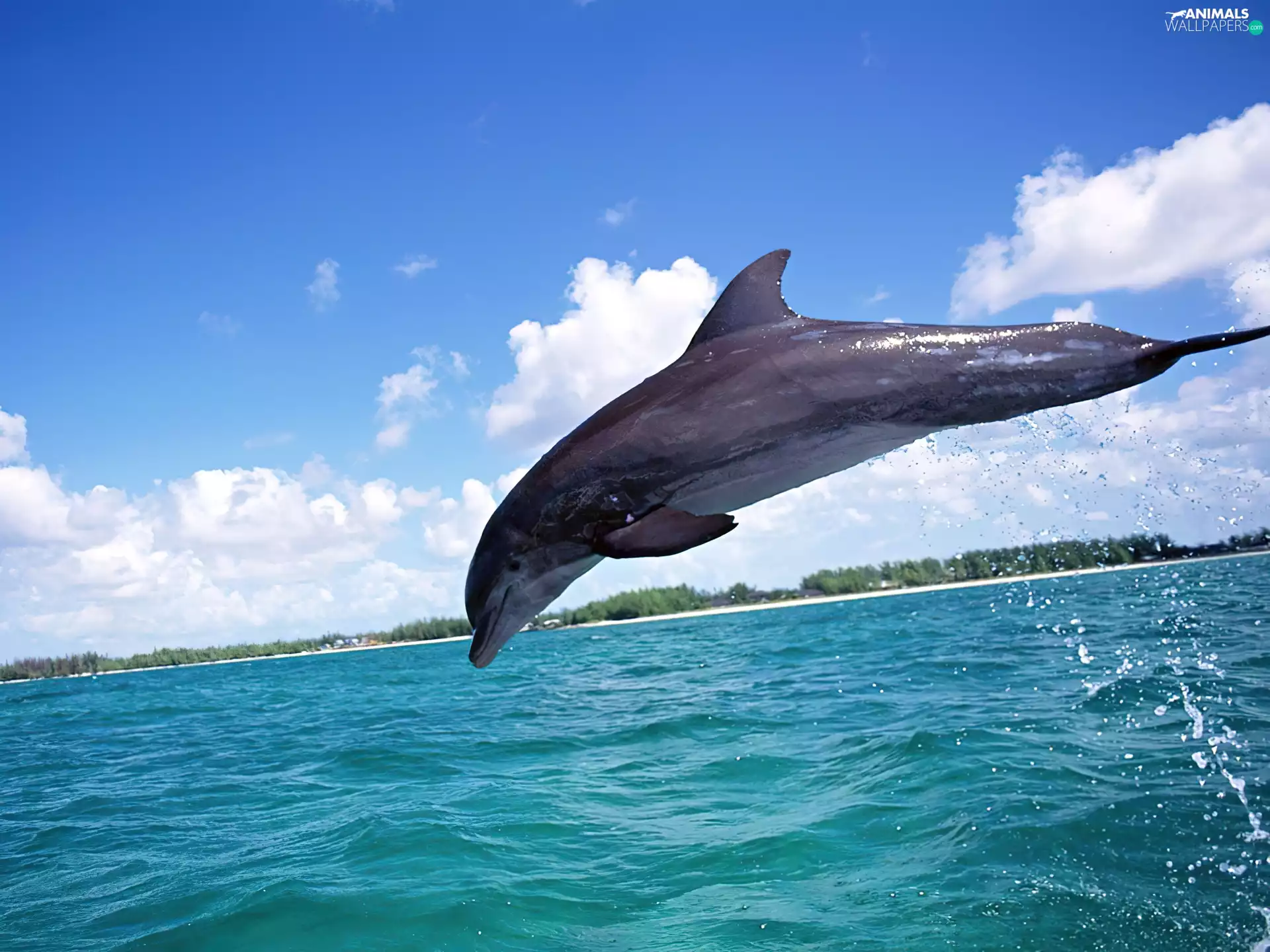 dolphin, jump