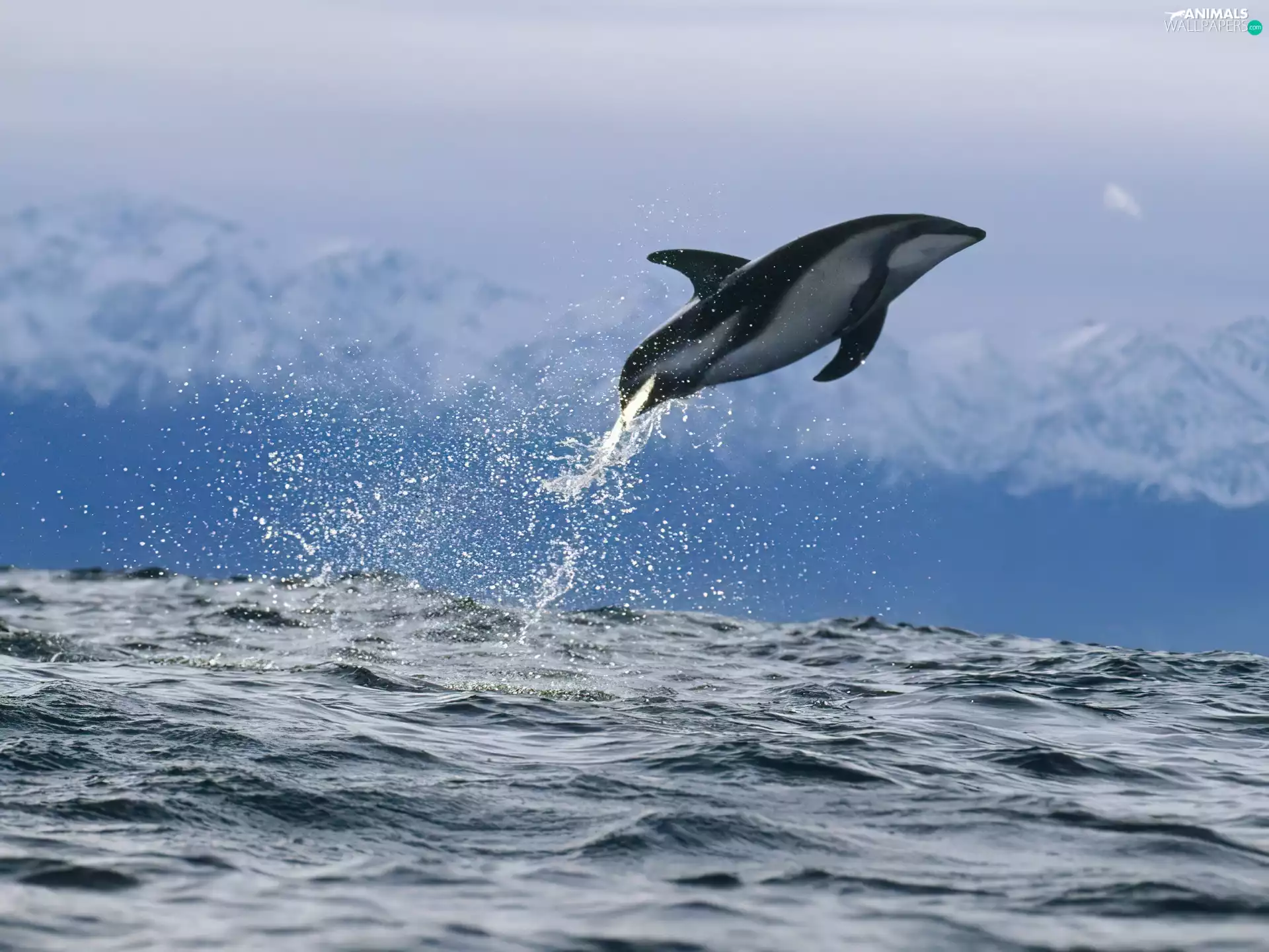 dolphin, jump