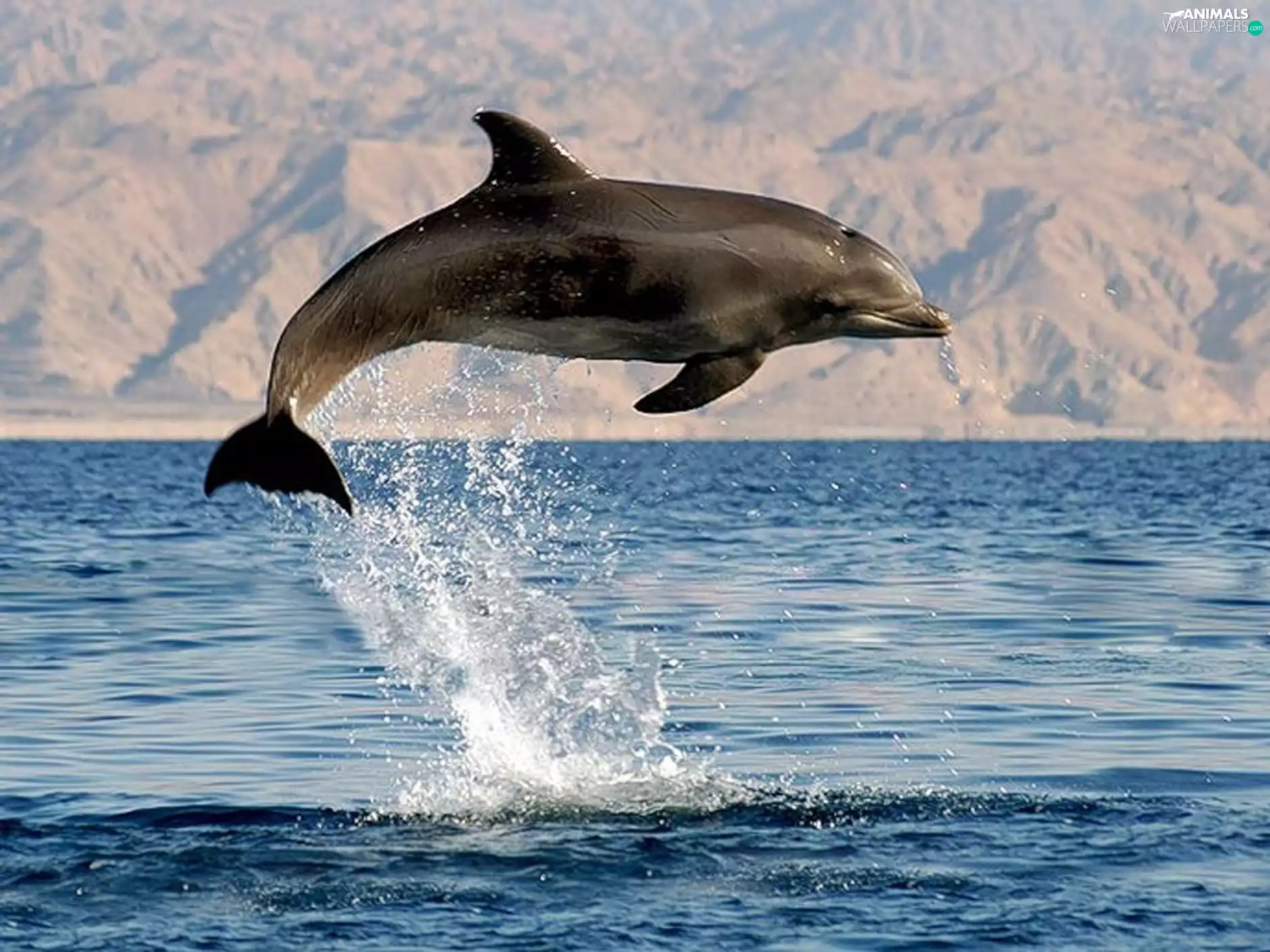 sea, jump, picture, dolphin