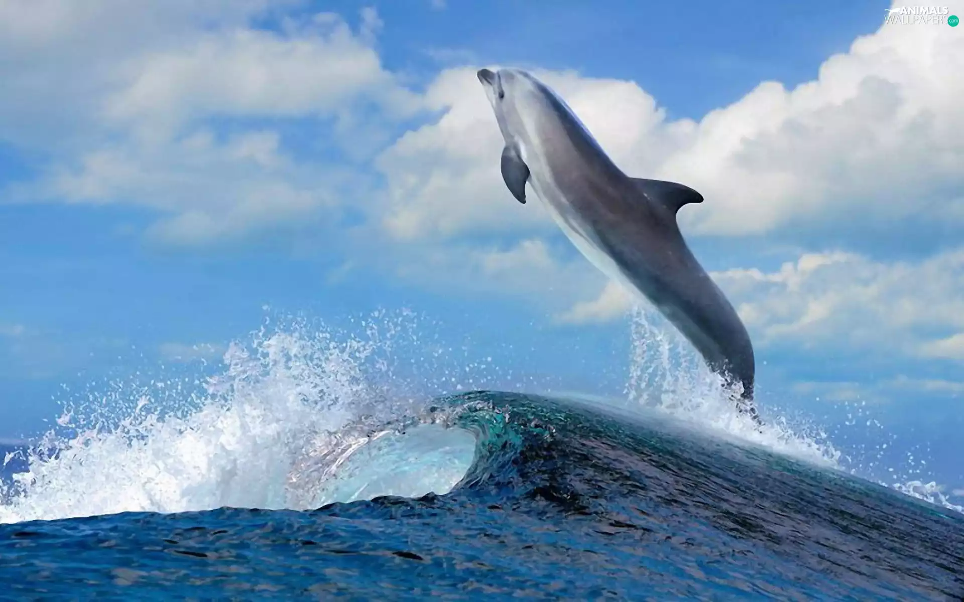 dolphin, sea