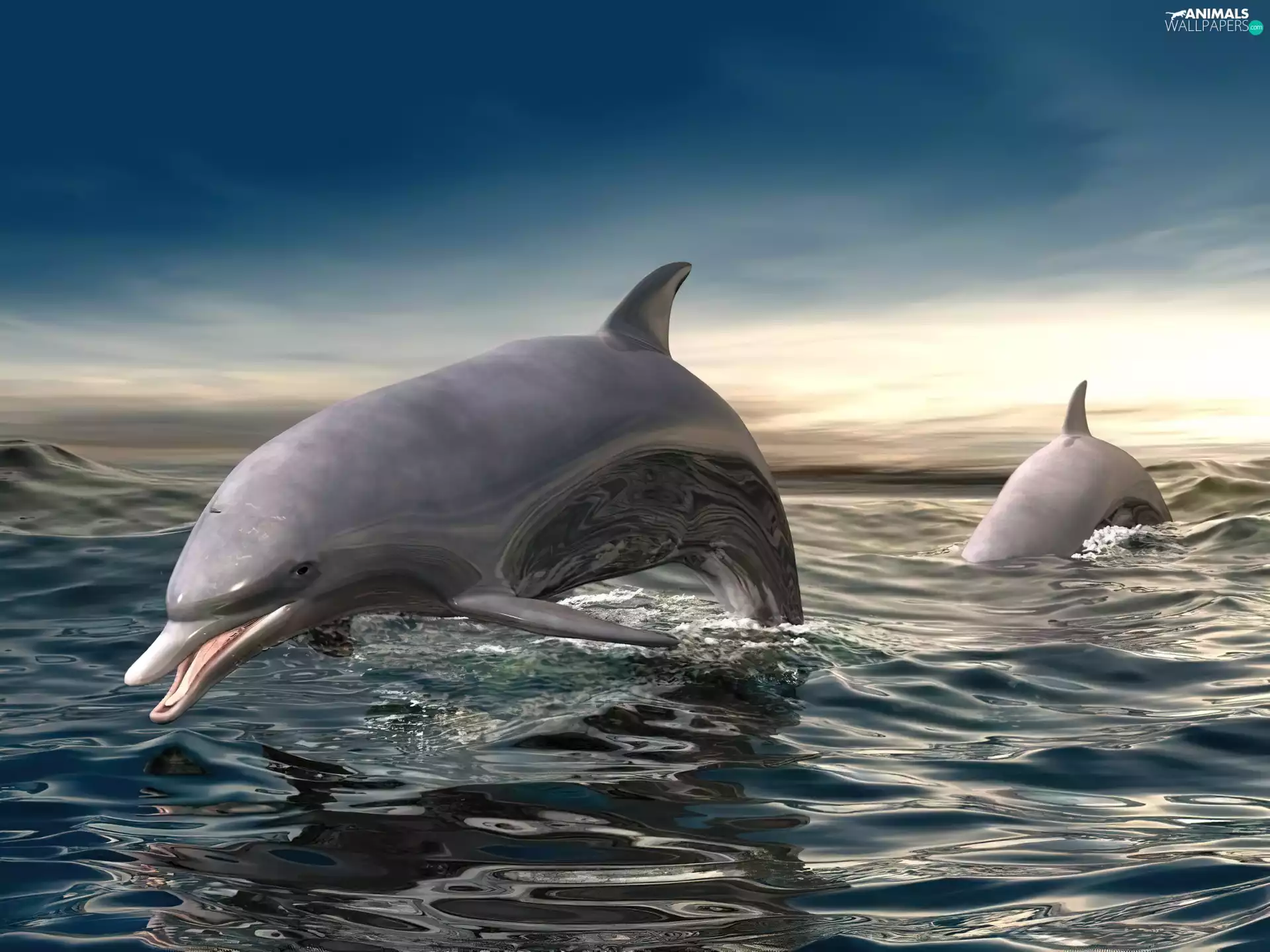 dolphins, 3D