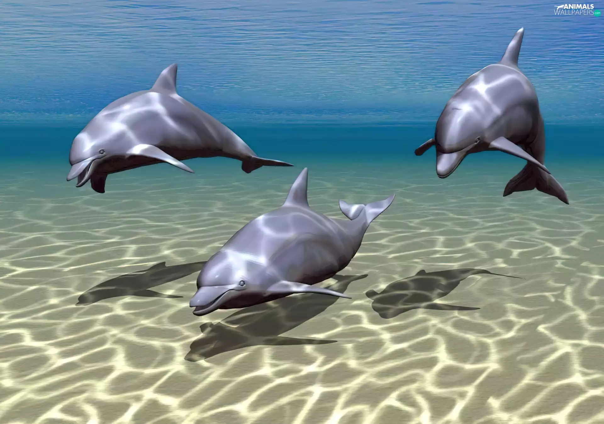 dolphins, 3D