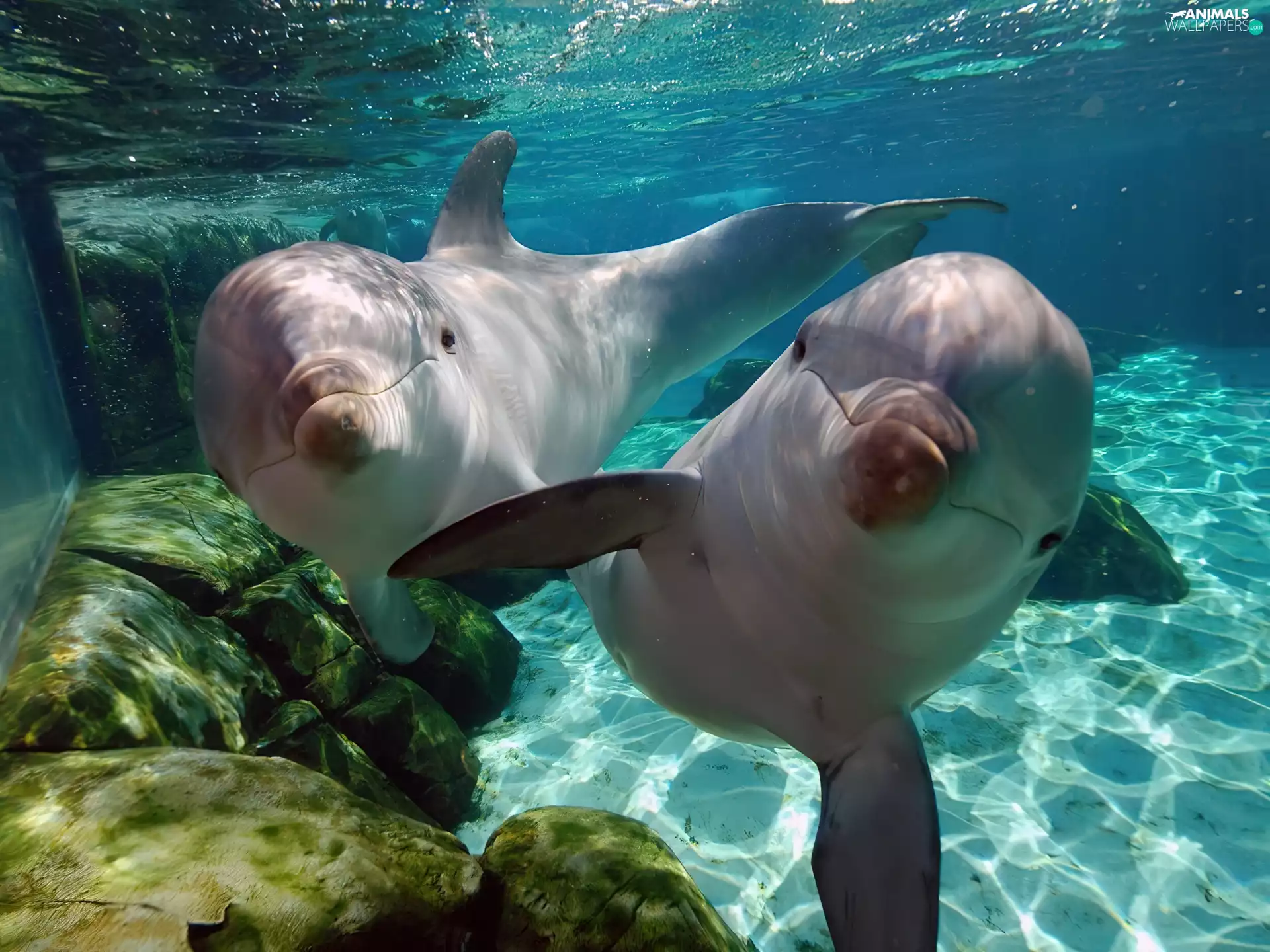 Aquarium, Two cars, dolphins