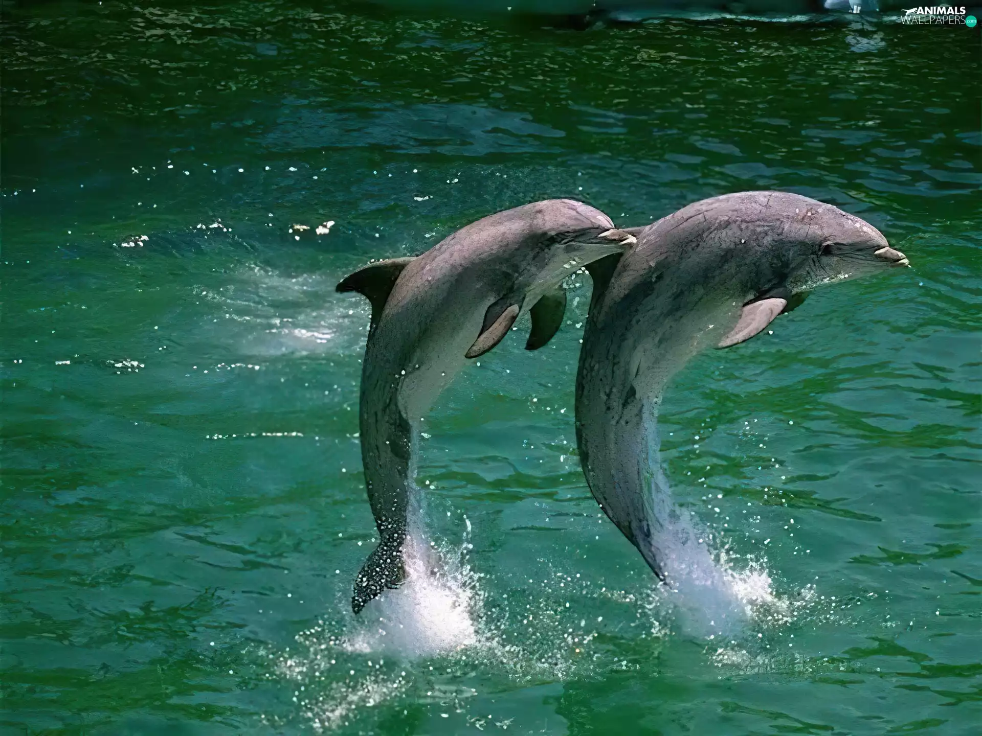 jump, Two cars, dolphins