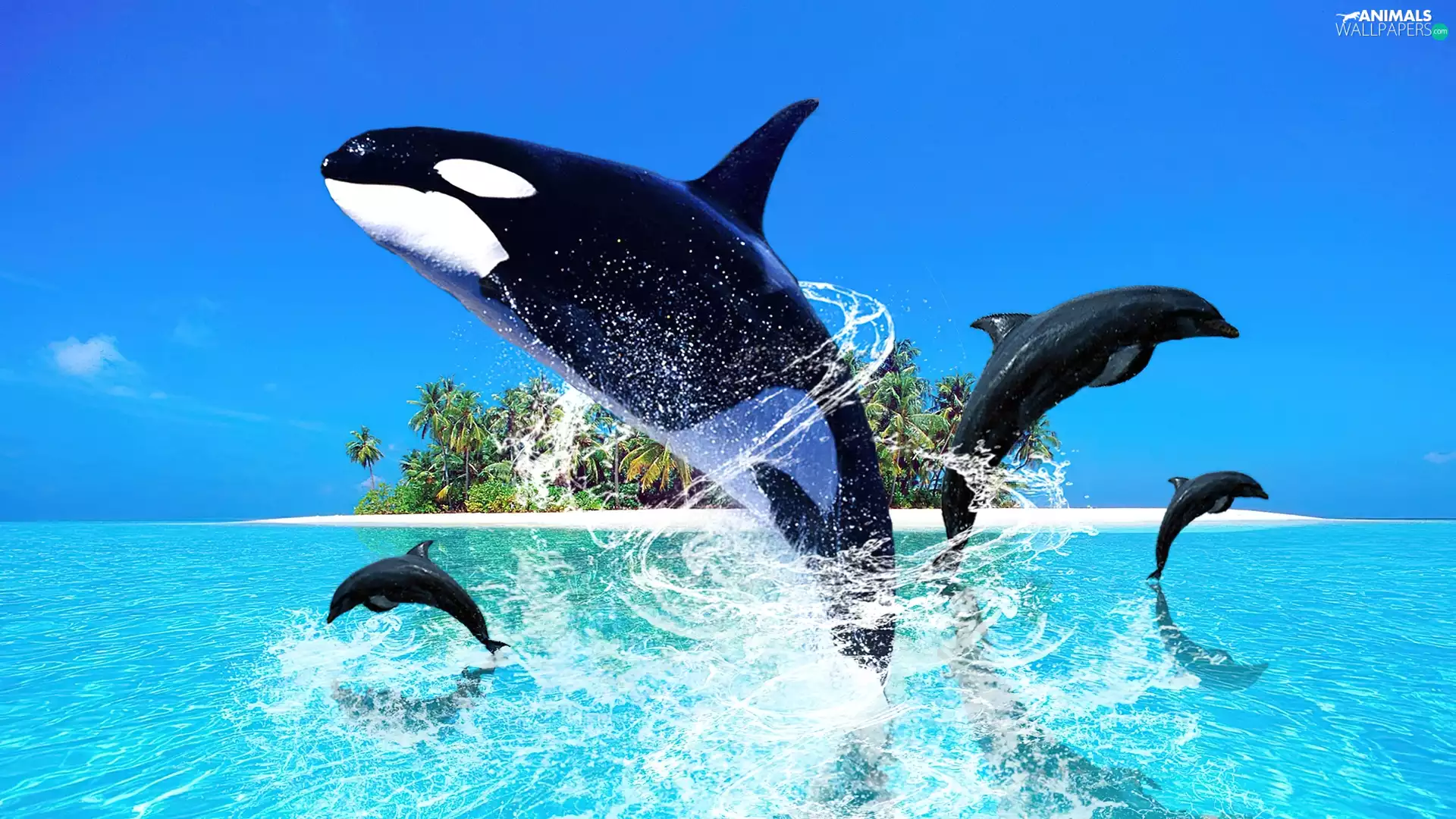 dolphins, whale killer