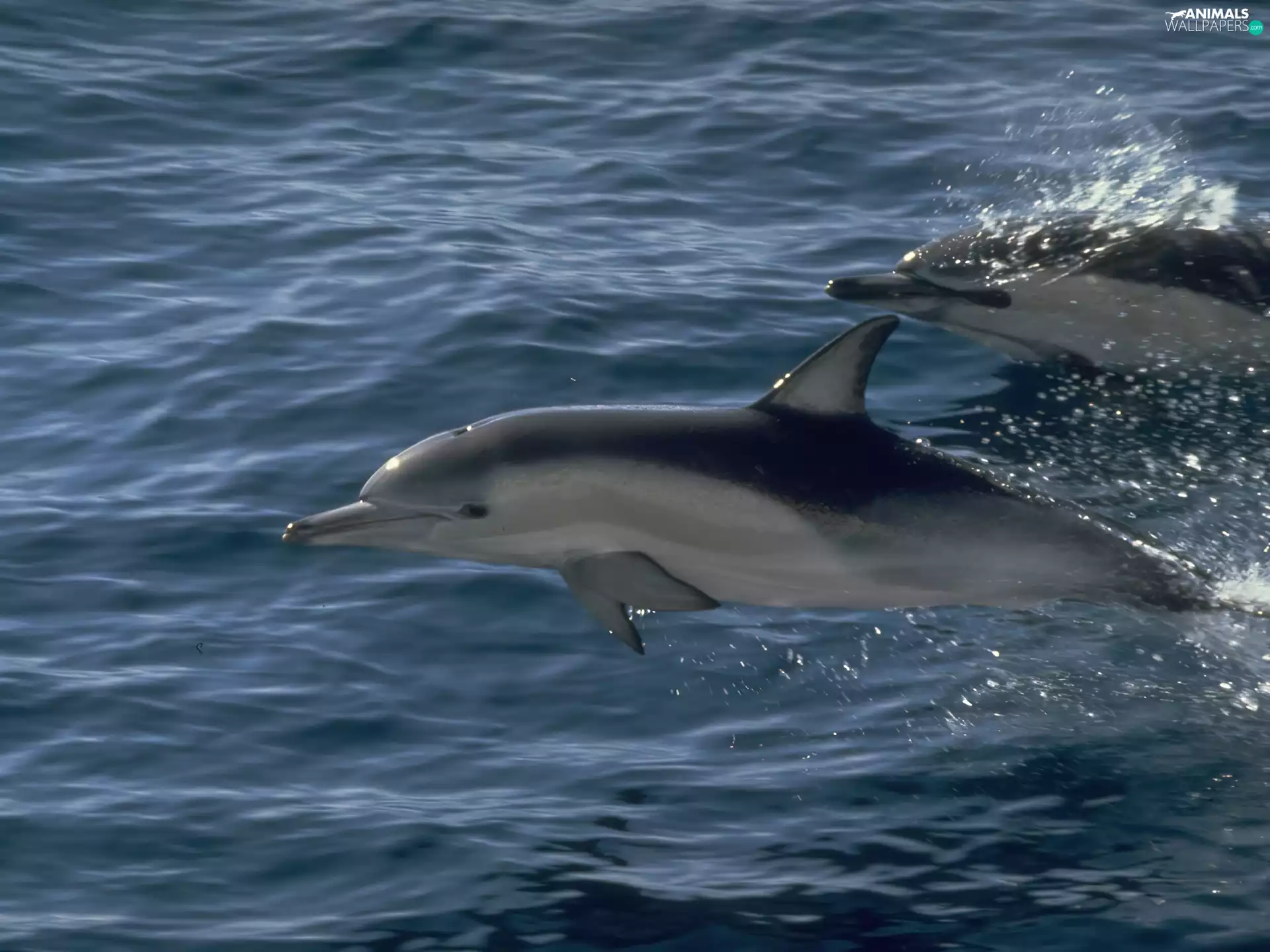Ocean, Two cars, dolphins