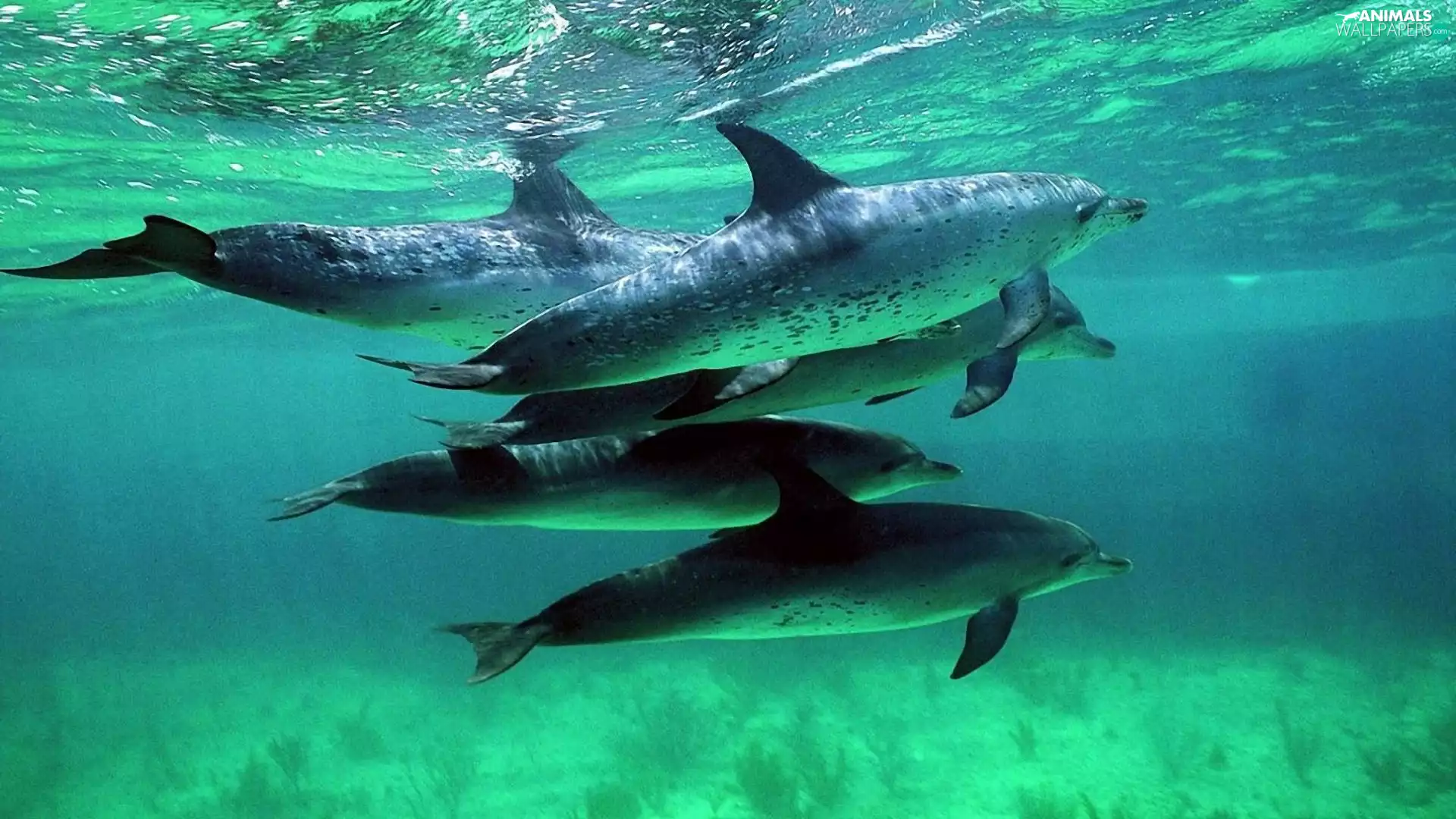 dolphins, Ocean