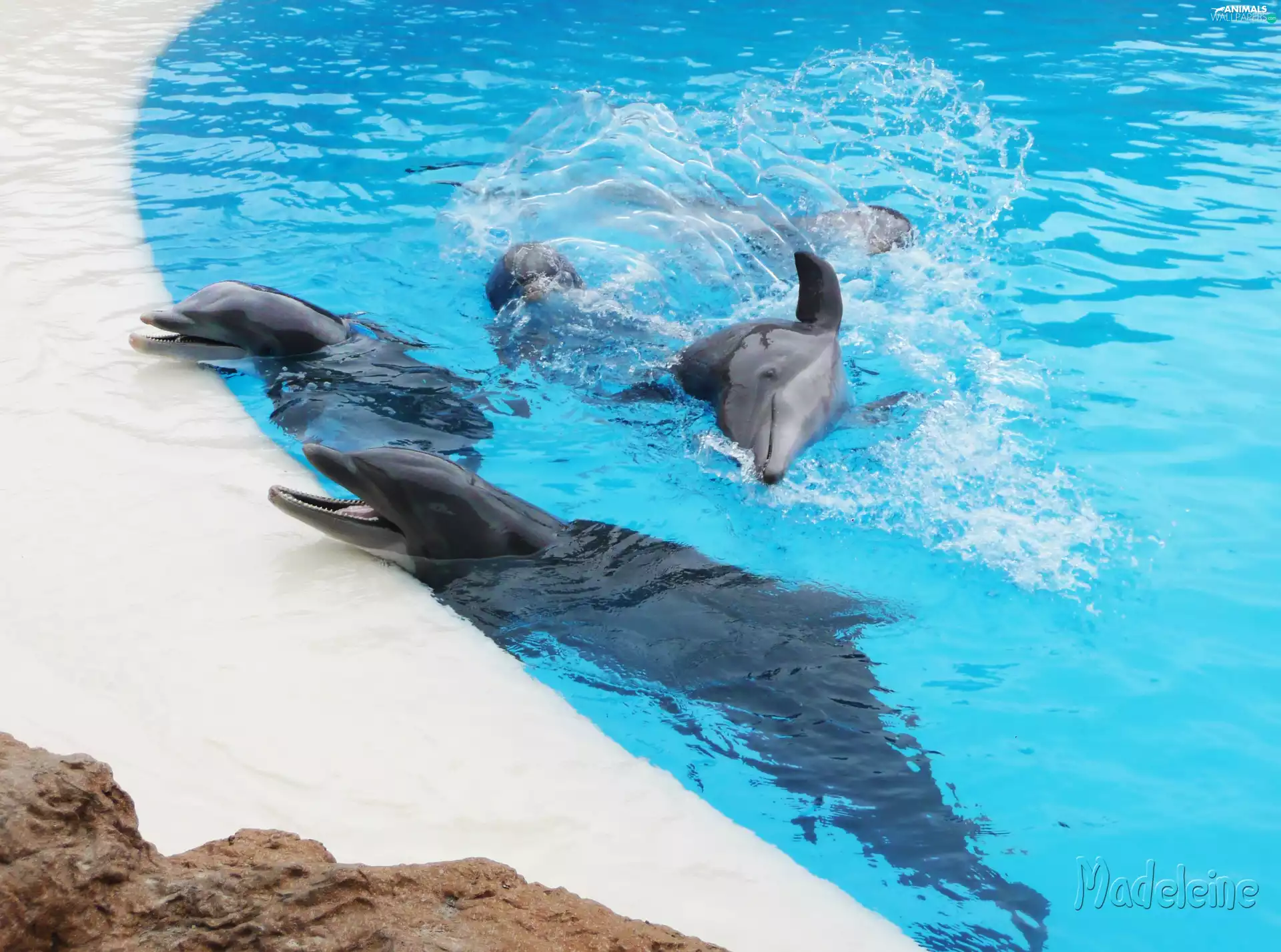 dolphins, Pool