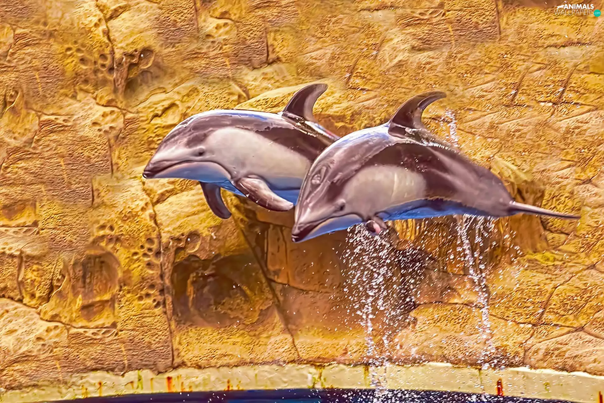 rocks, Two cars, dolphins