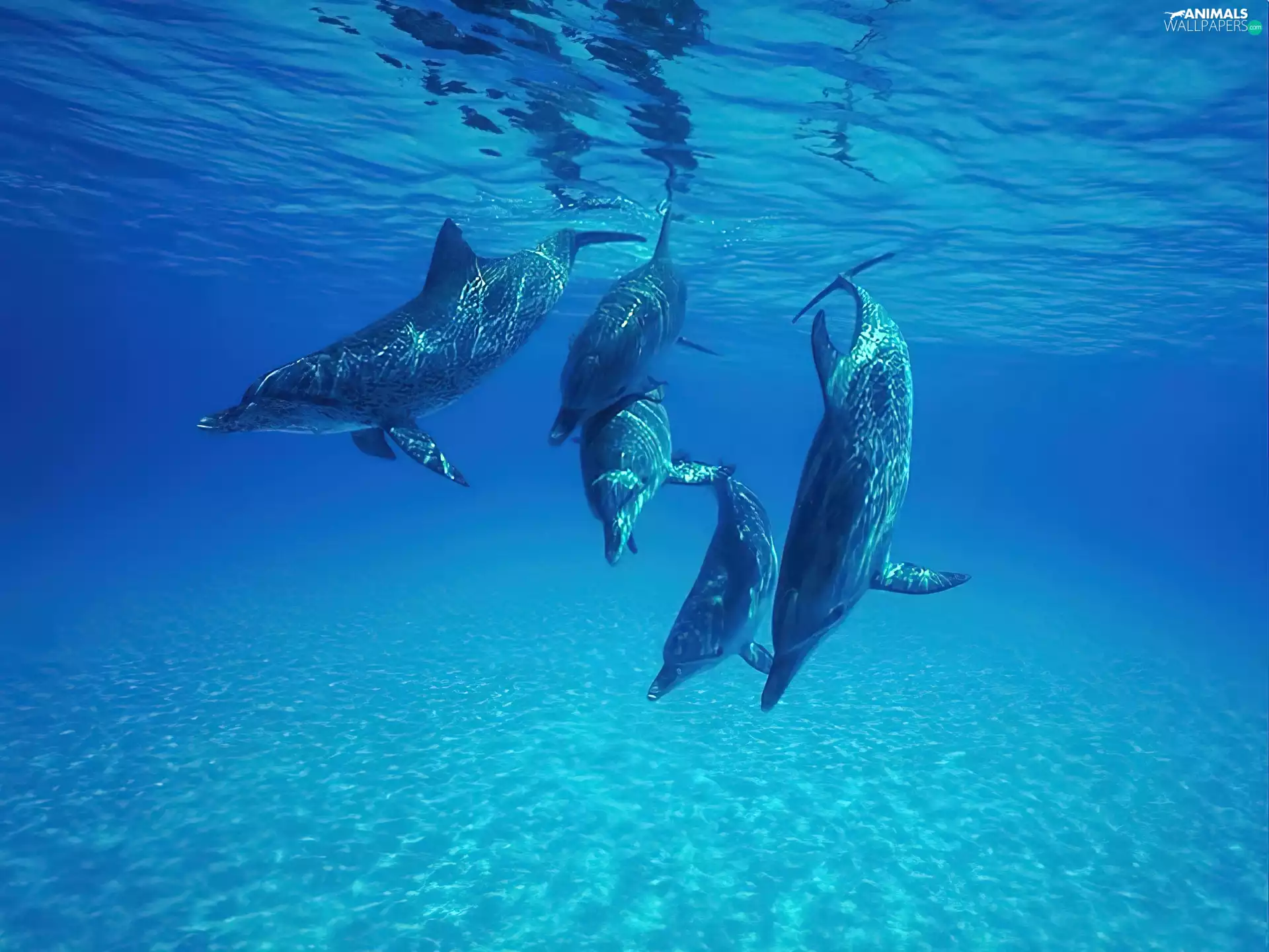 dolphins, deep-sea
