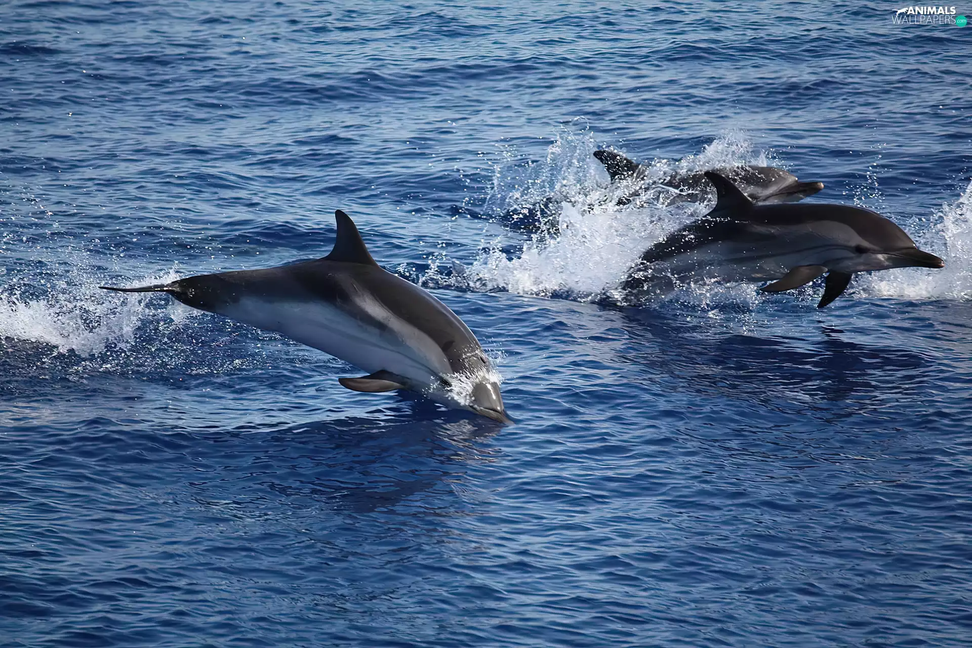 dolphins, sea