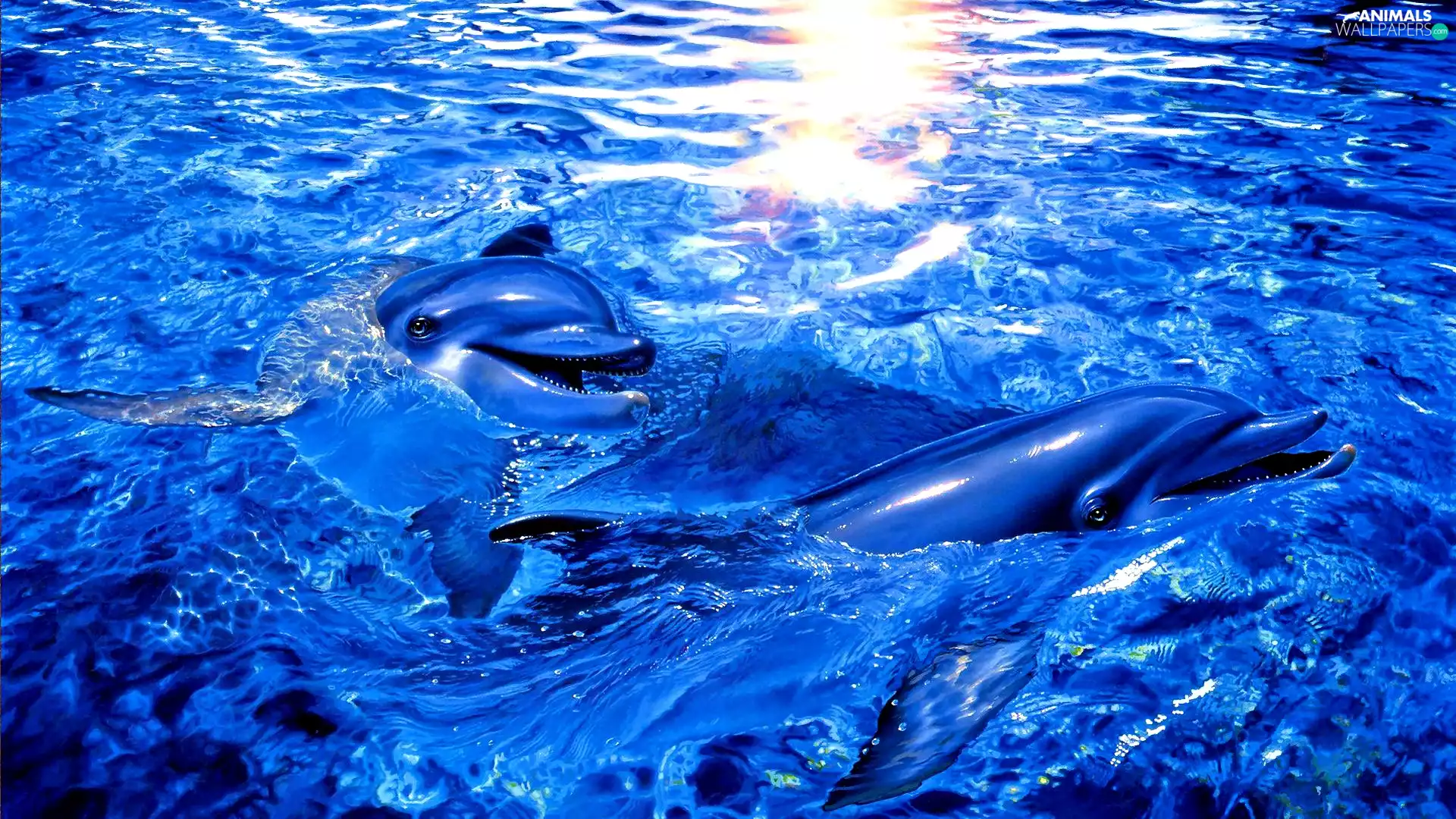 dolphins, blue, water