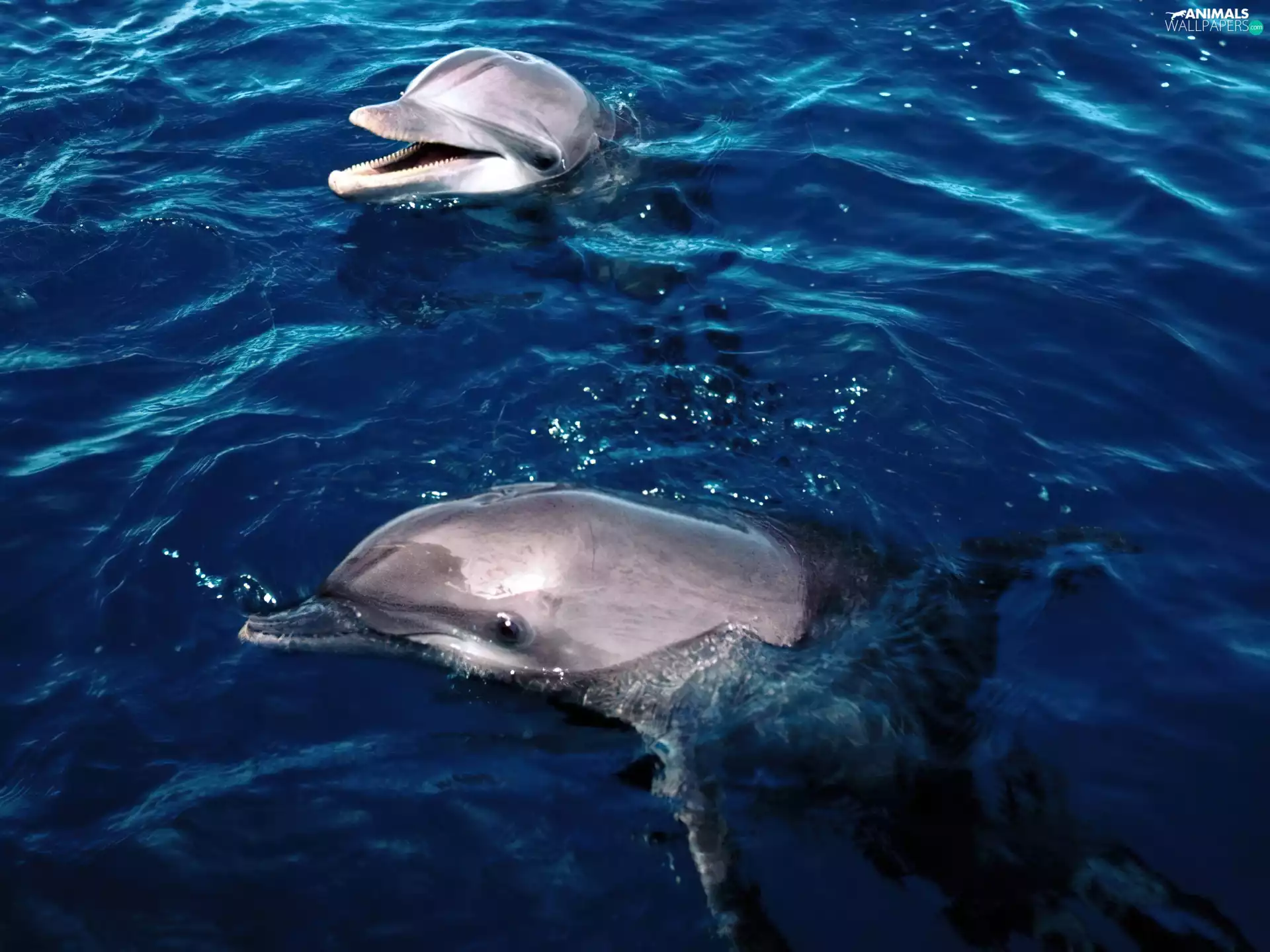 dolphins