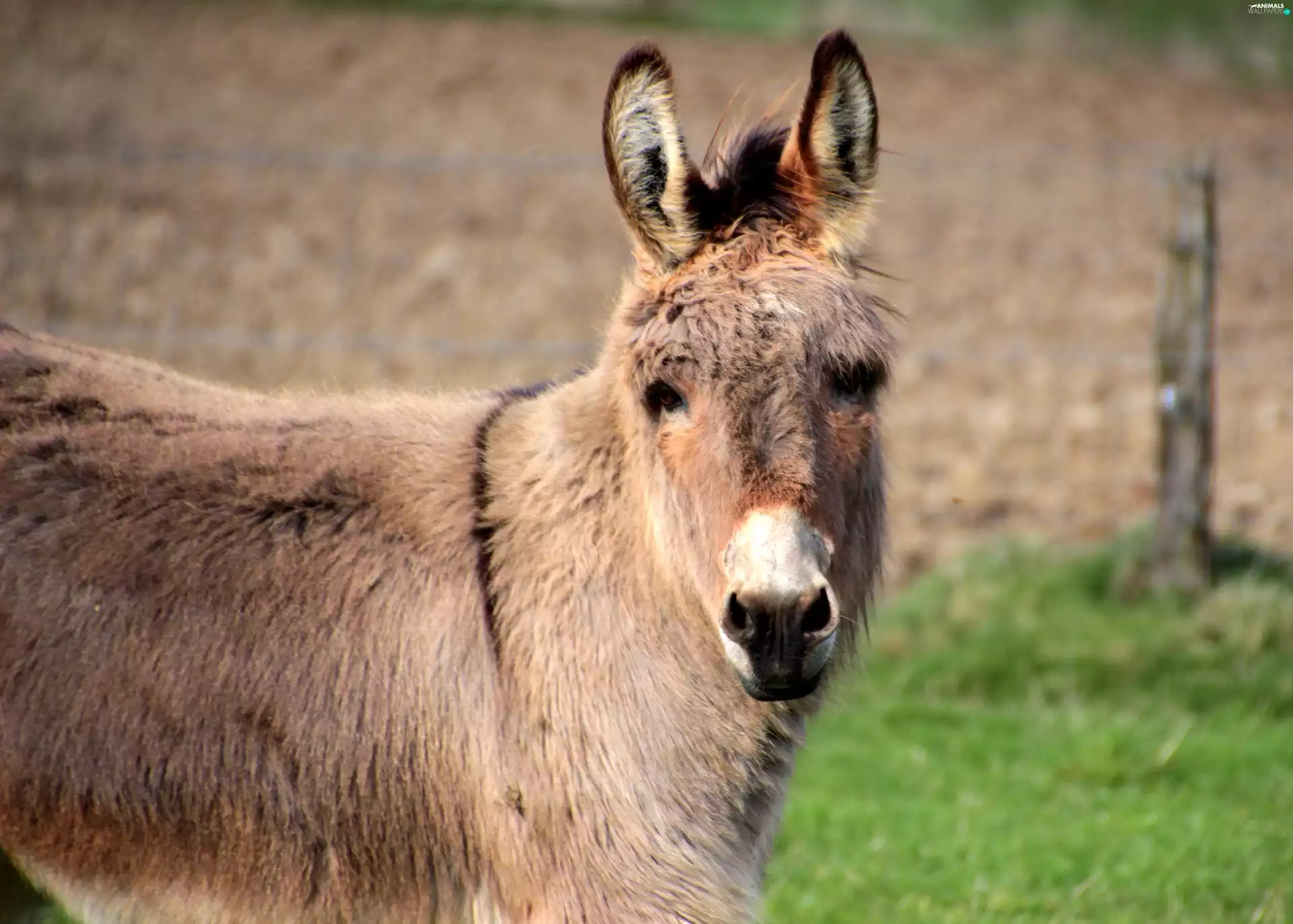 donkey