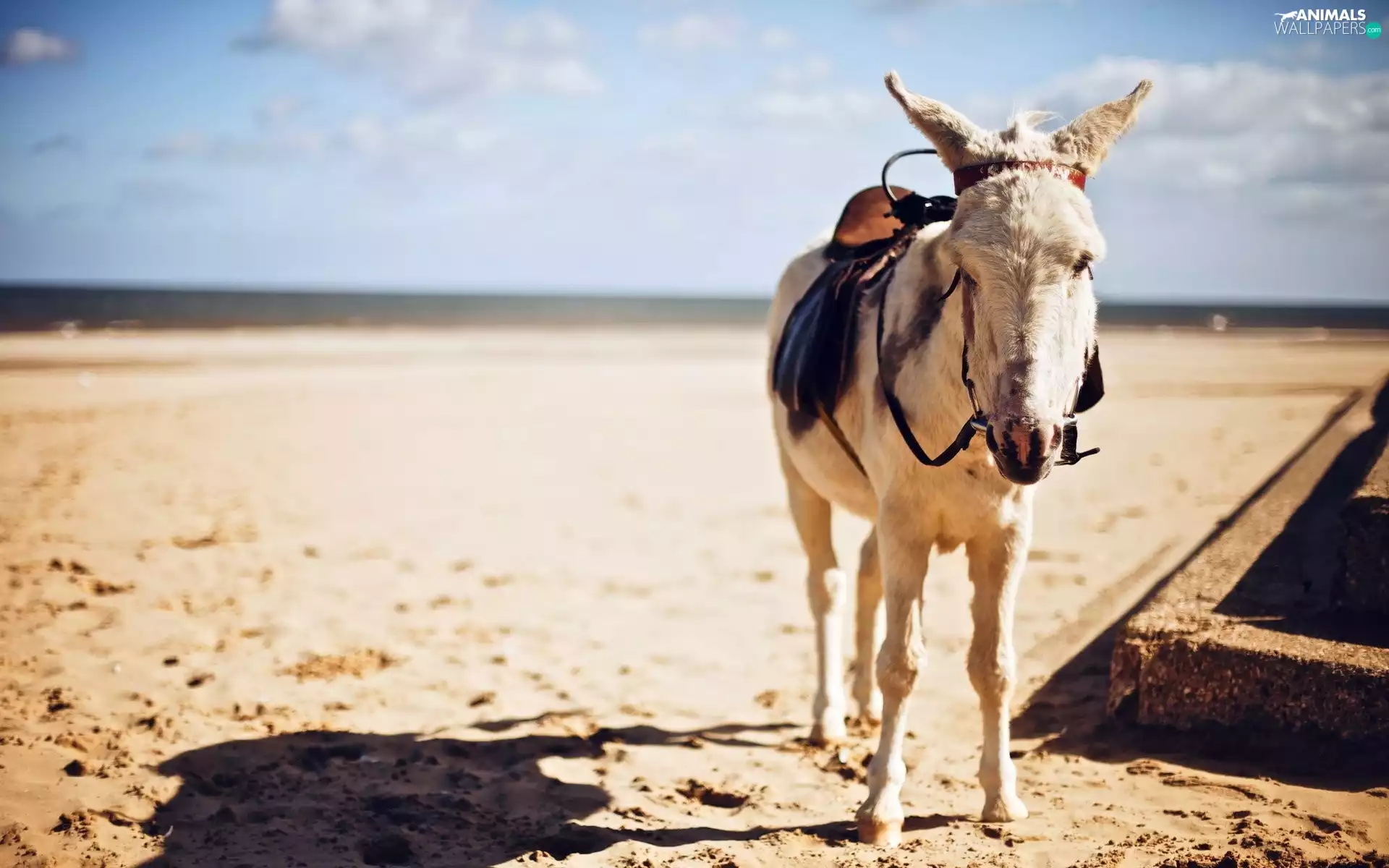 donkey, Sand