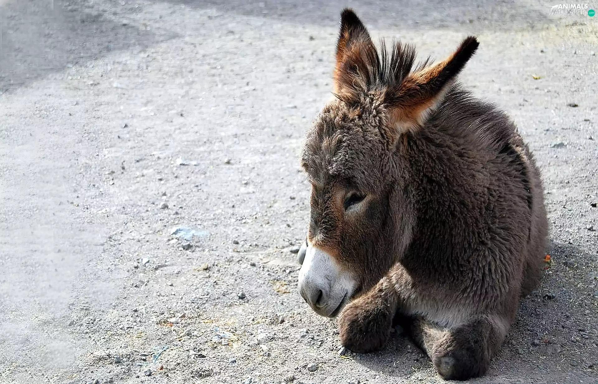 Donkey