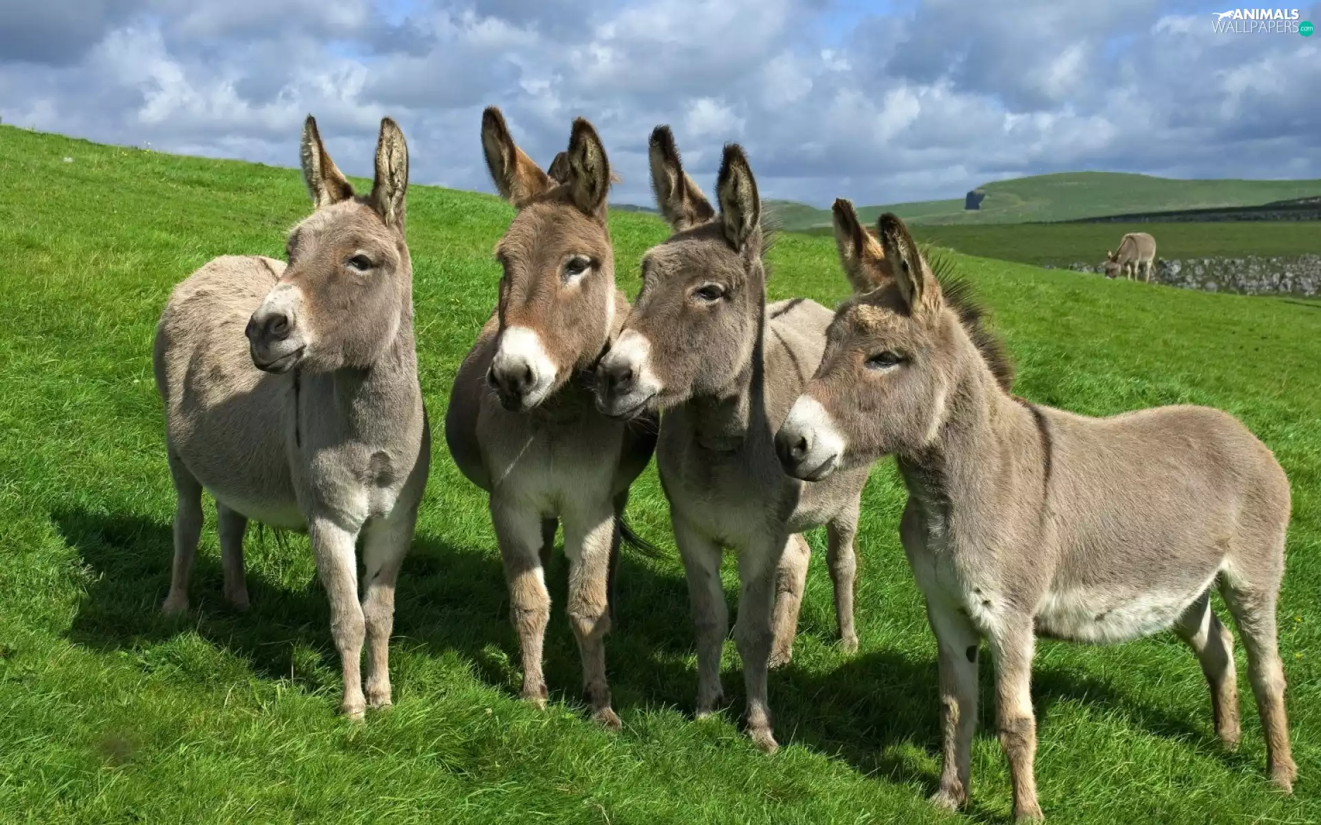 four, Meadow, grass, donkeys