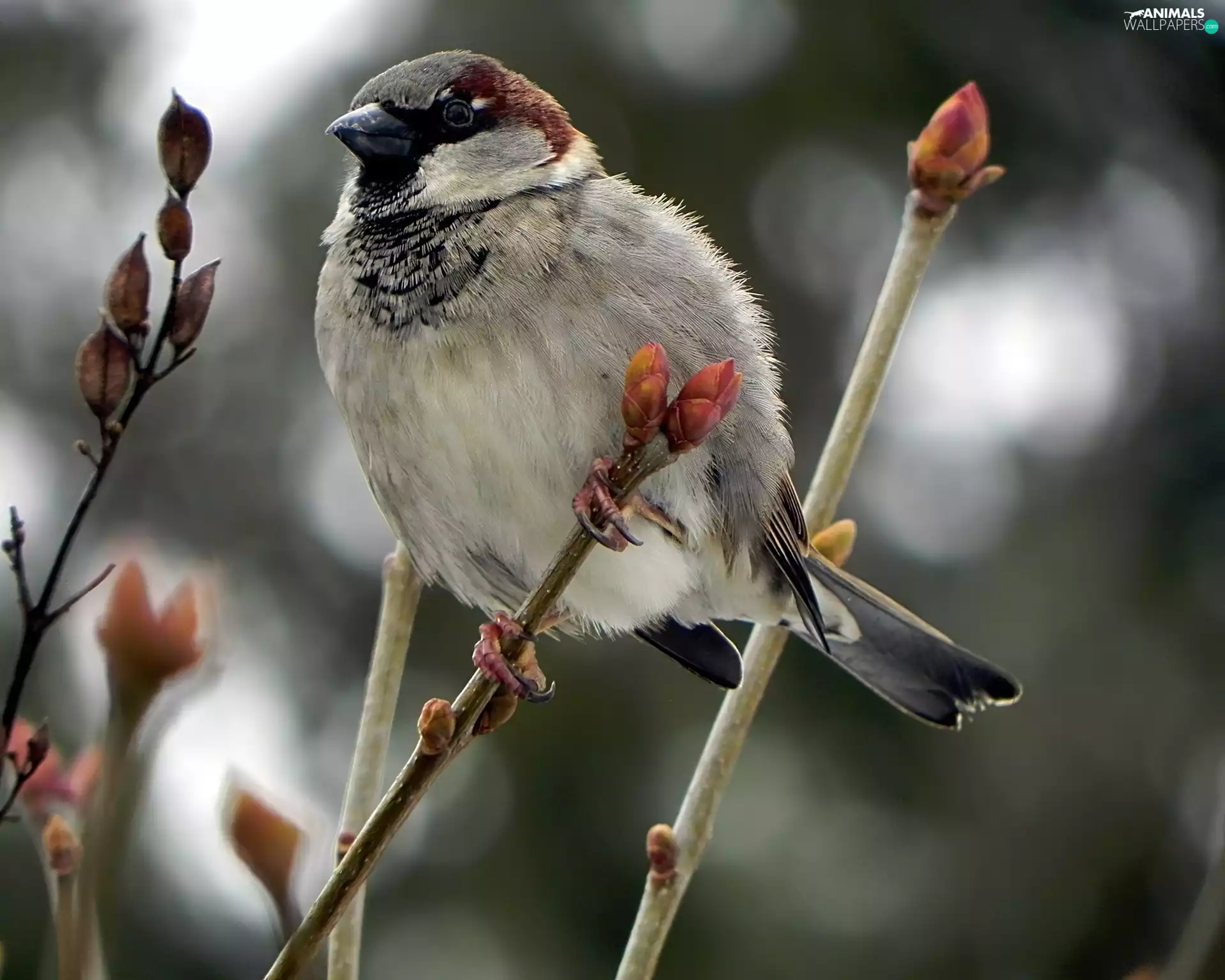 donuts, sparrow, Twigs