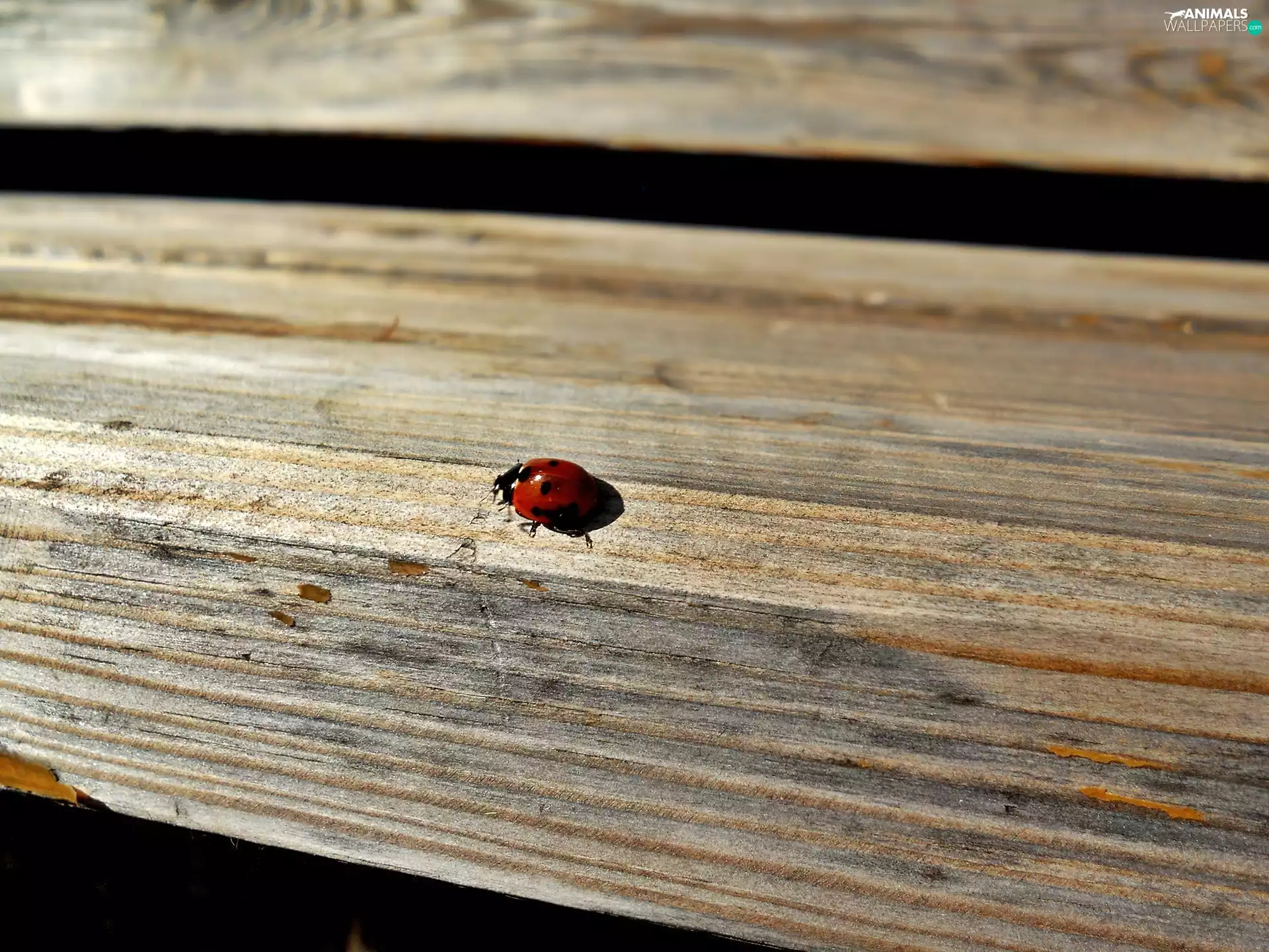 dot, ladybird, spilled