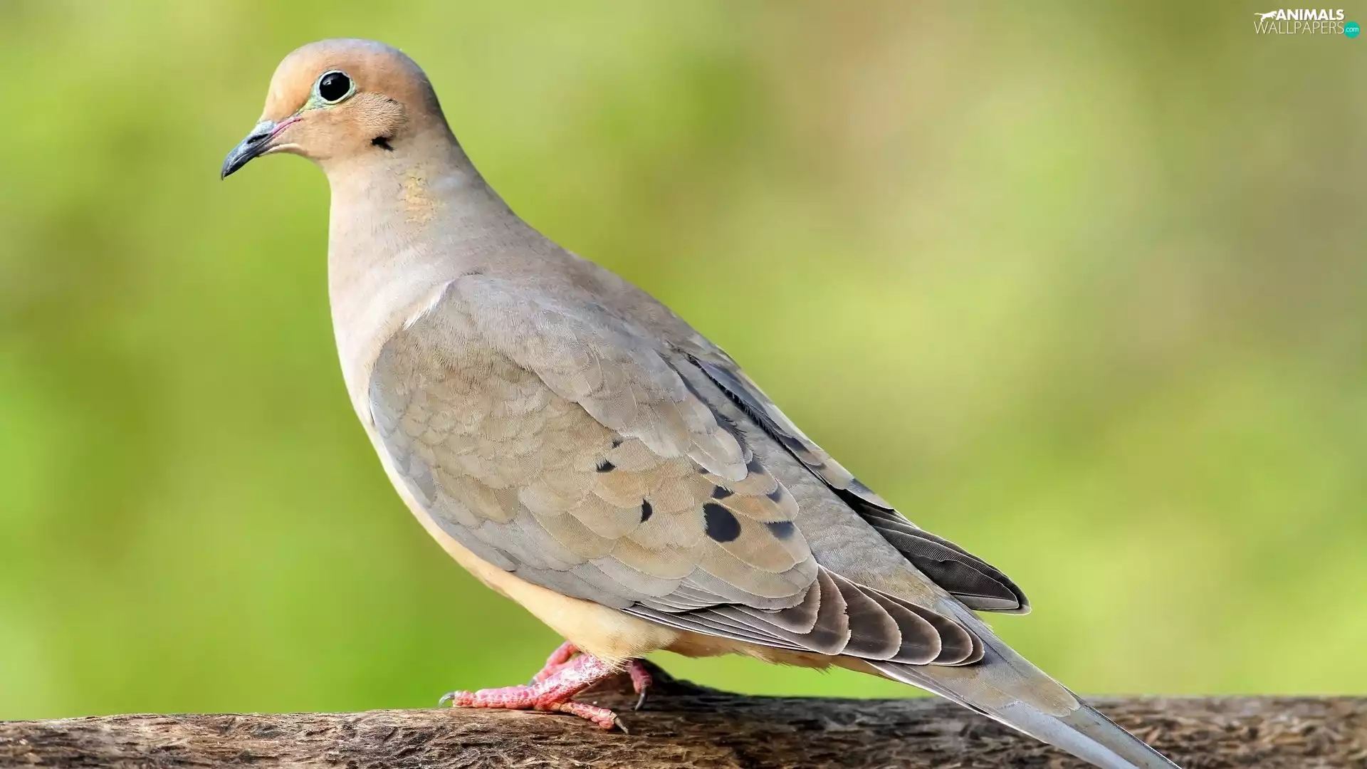 dove, Barbary dove