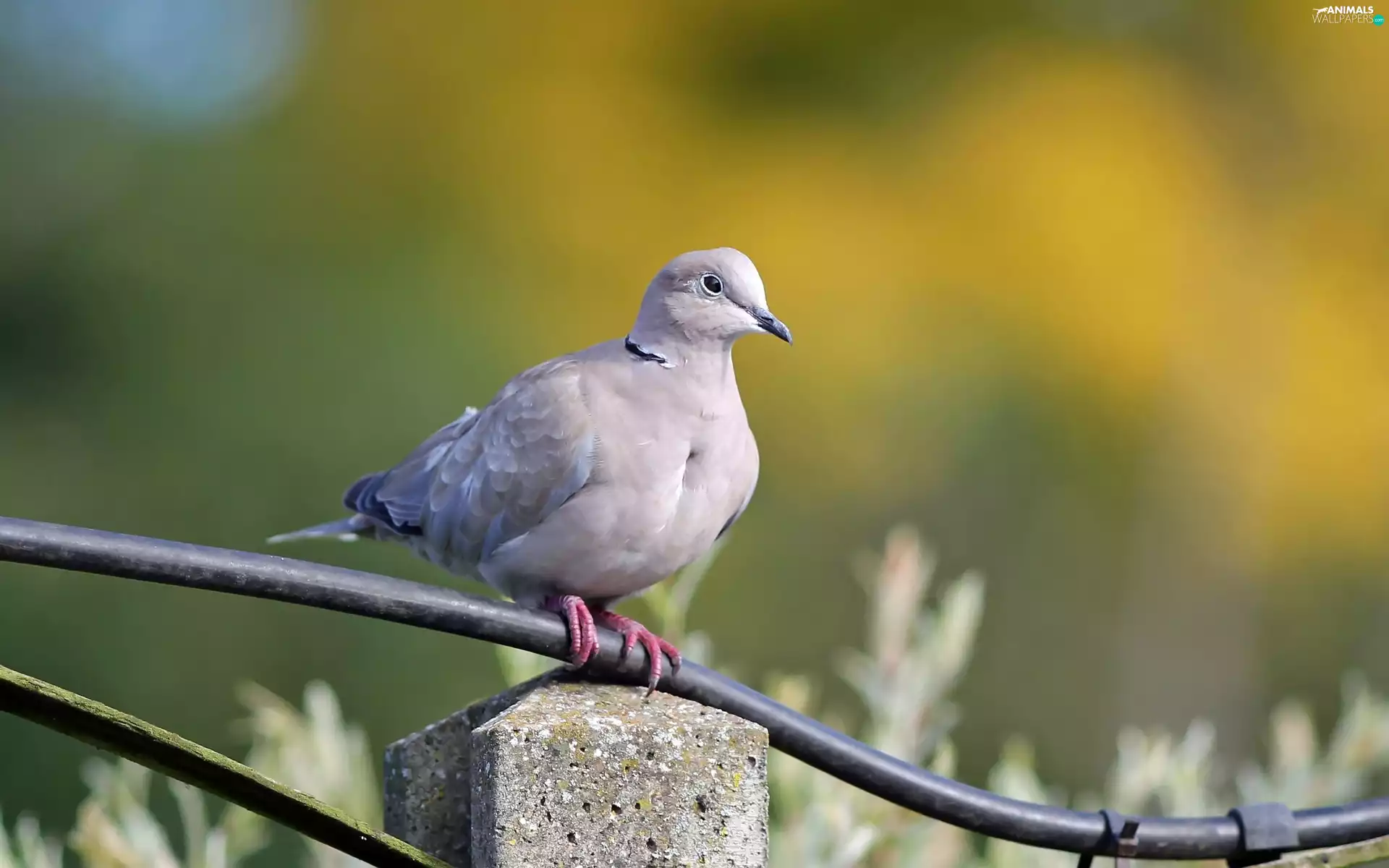 fence, pigeon, Collared Dove