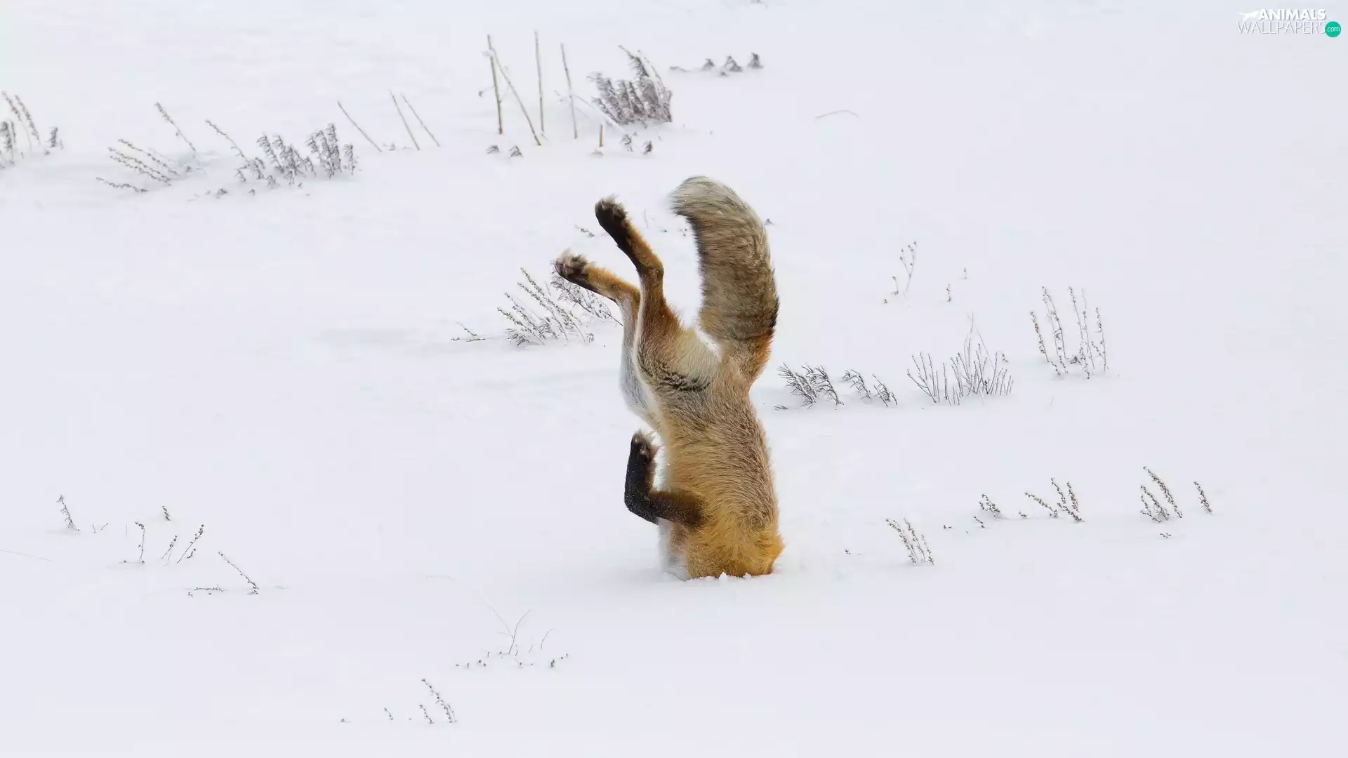 winter, Fox, snow, Dove