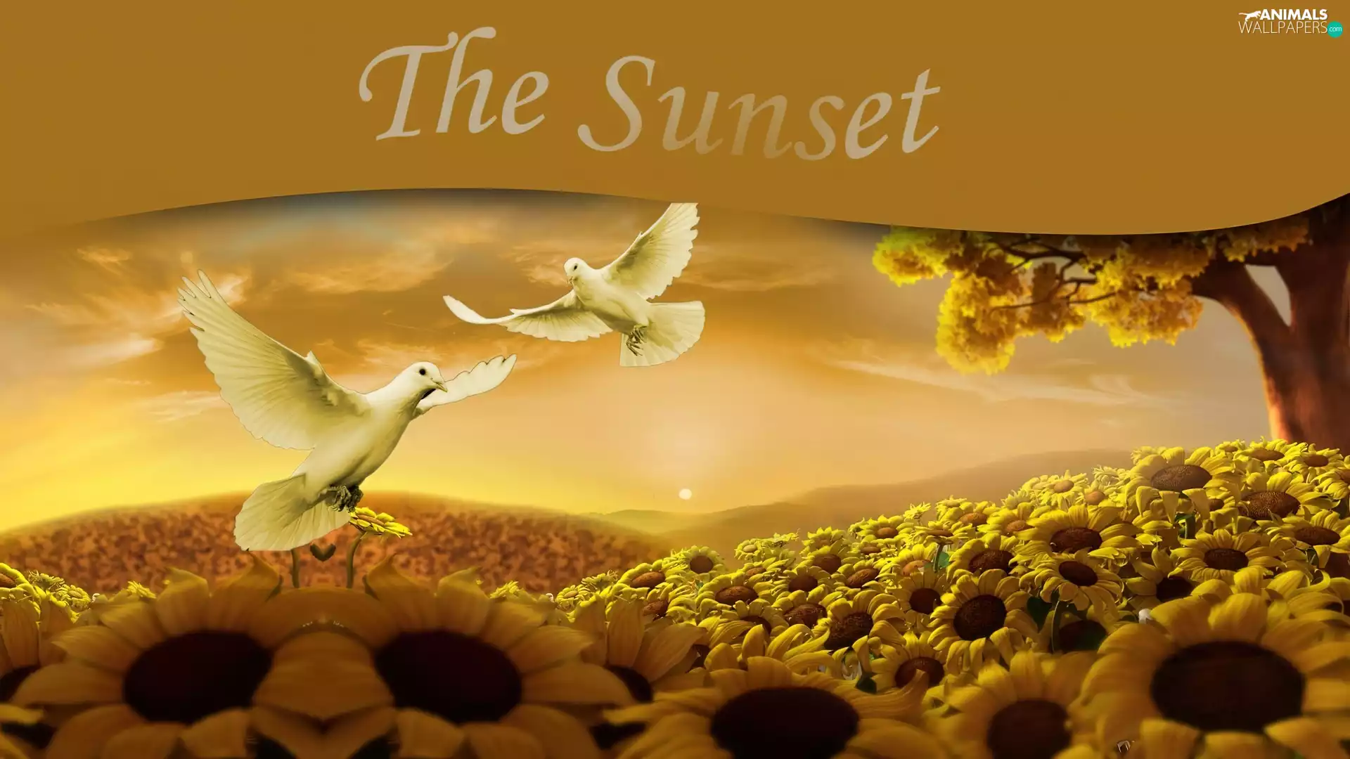 Doves, Nice sunflowers