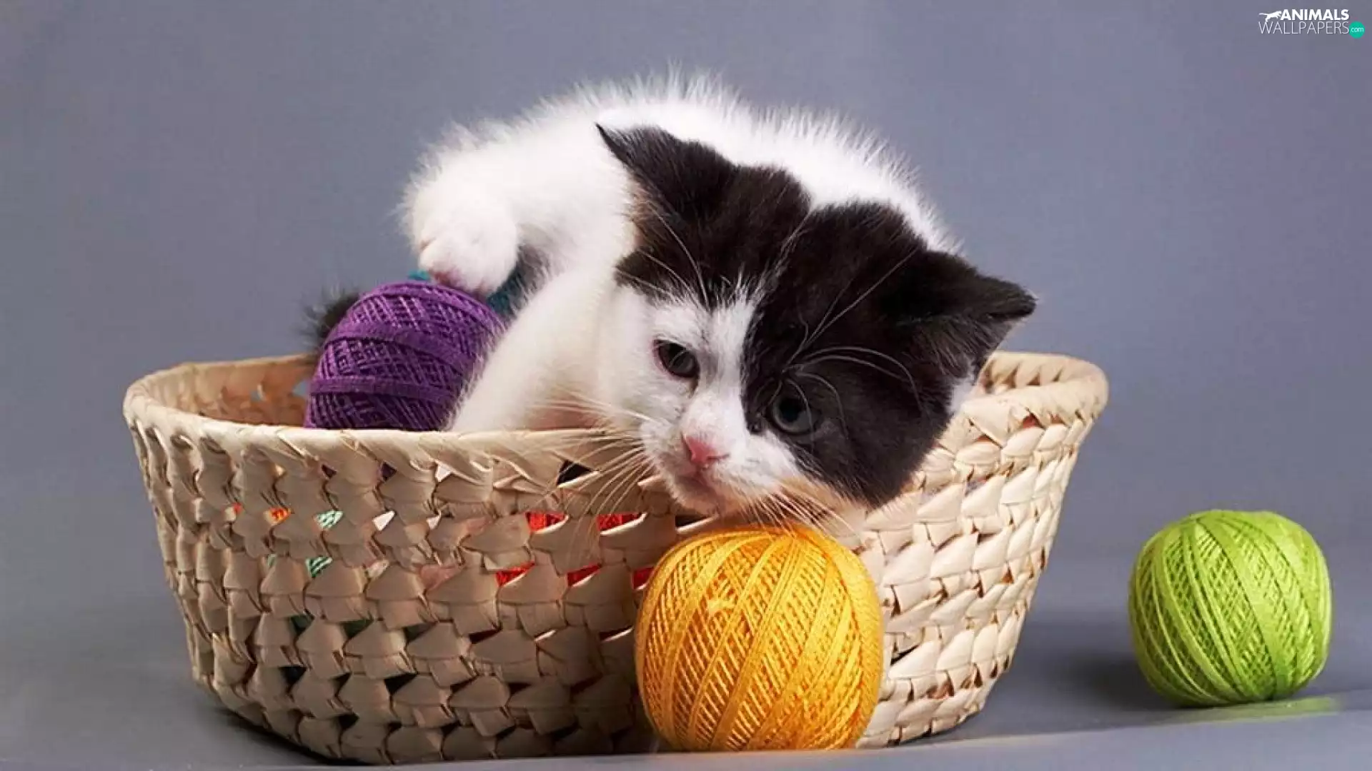 drag, kitten, basket